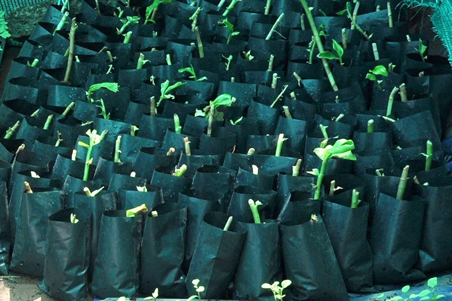 Image of AGRITECH Nursery Grow Bag Poly Bag for,Terrace Gardening Nursery Cover Black 4 inch X 6 inch Plant Container Set