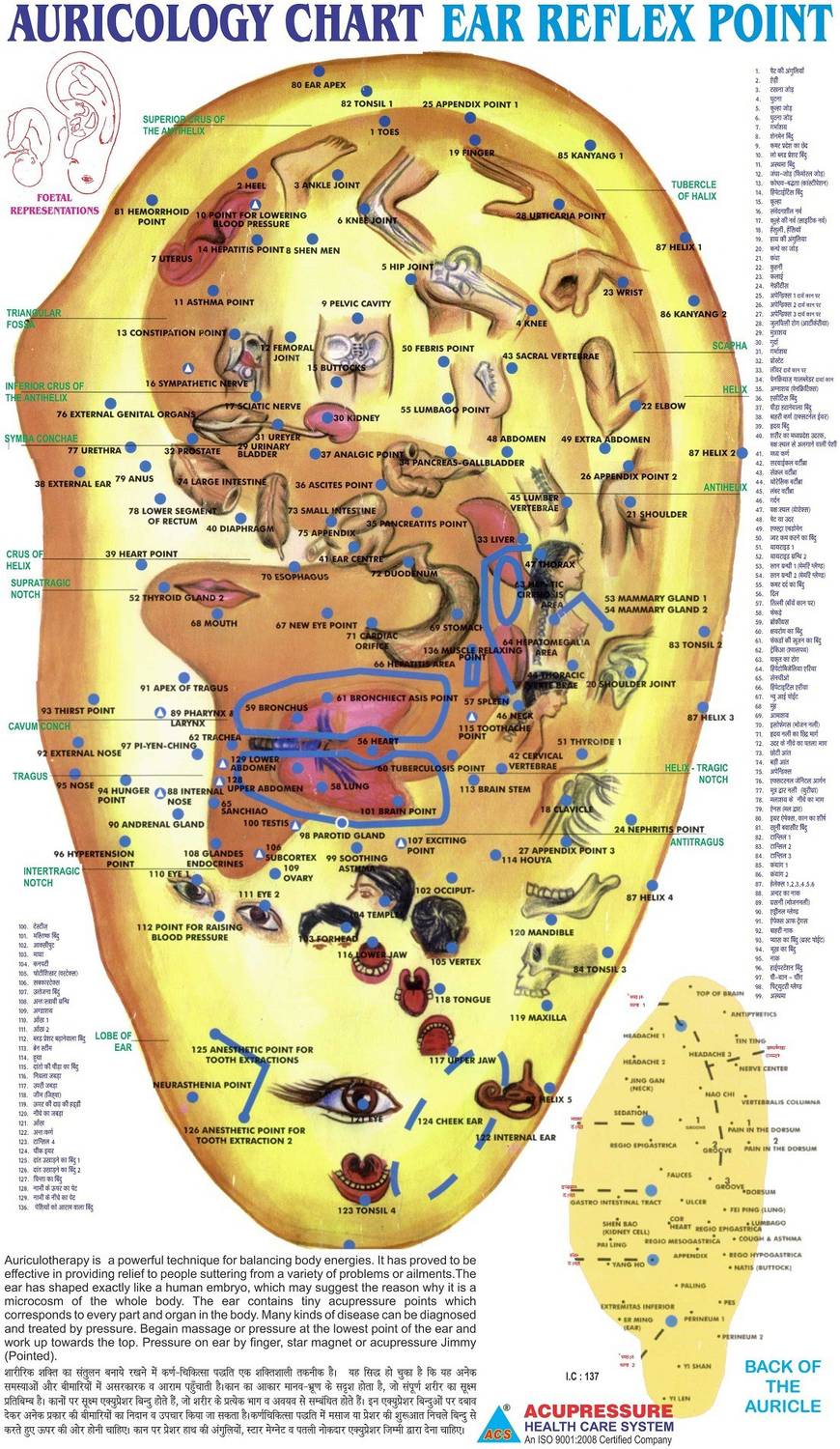 Auricology Chart - Ear Reflex Point Paper Print