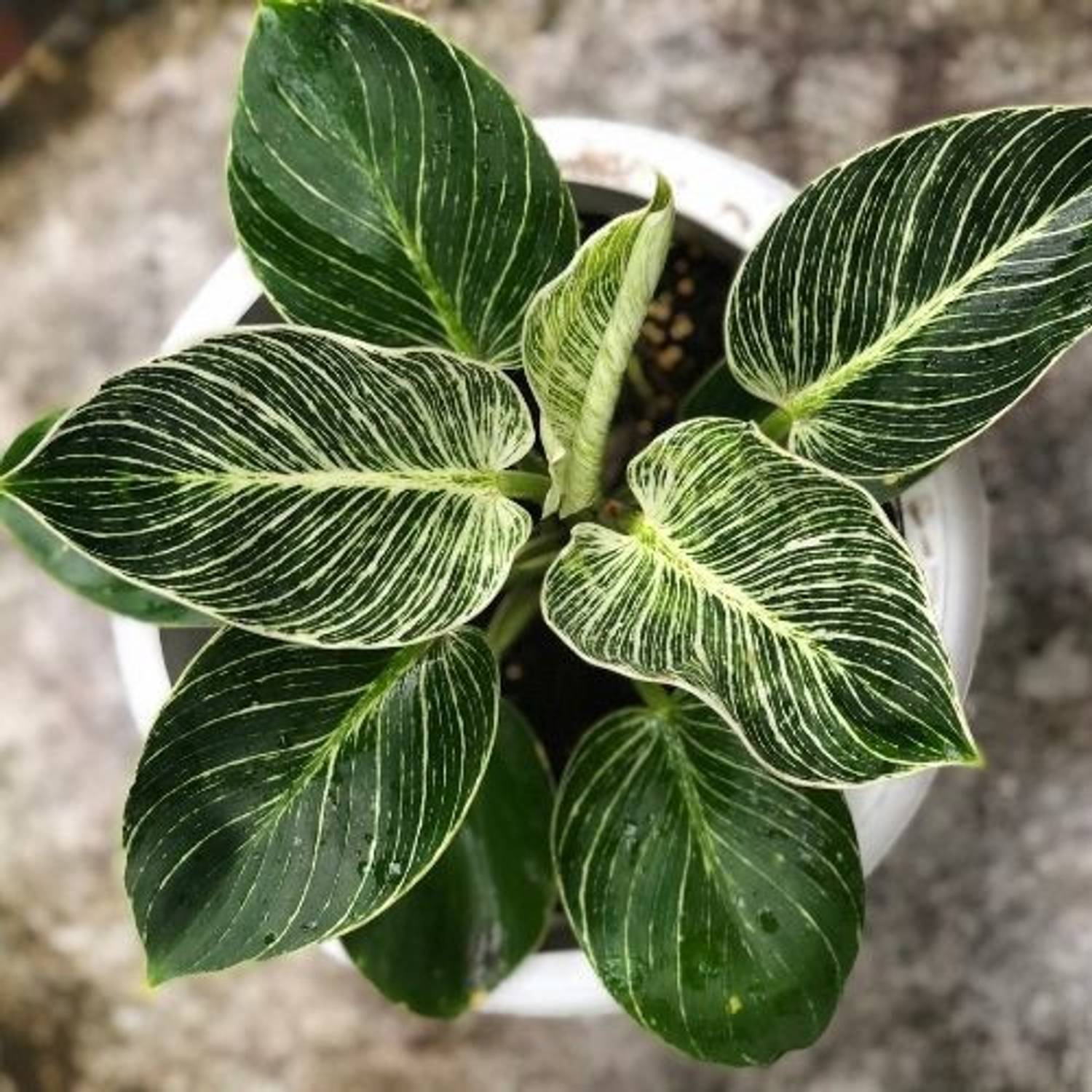 BOSTONFERNS Philodendron Plant sapling