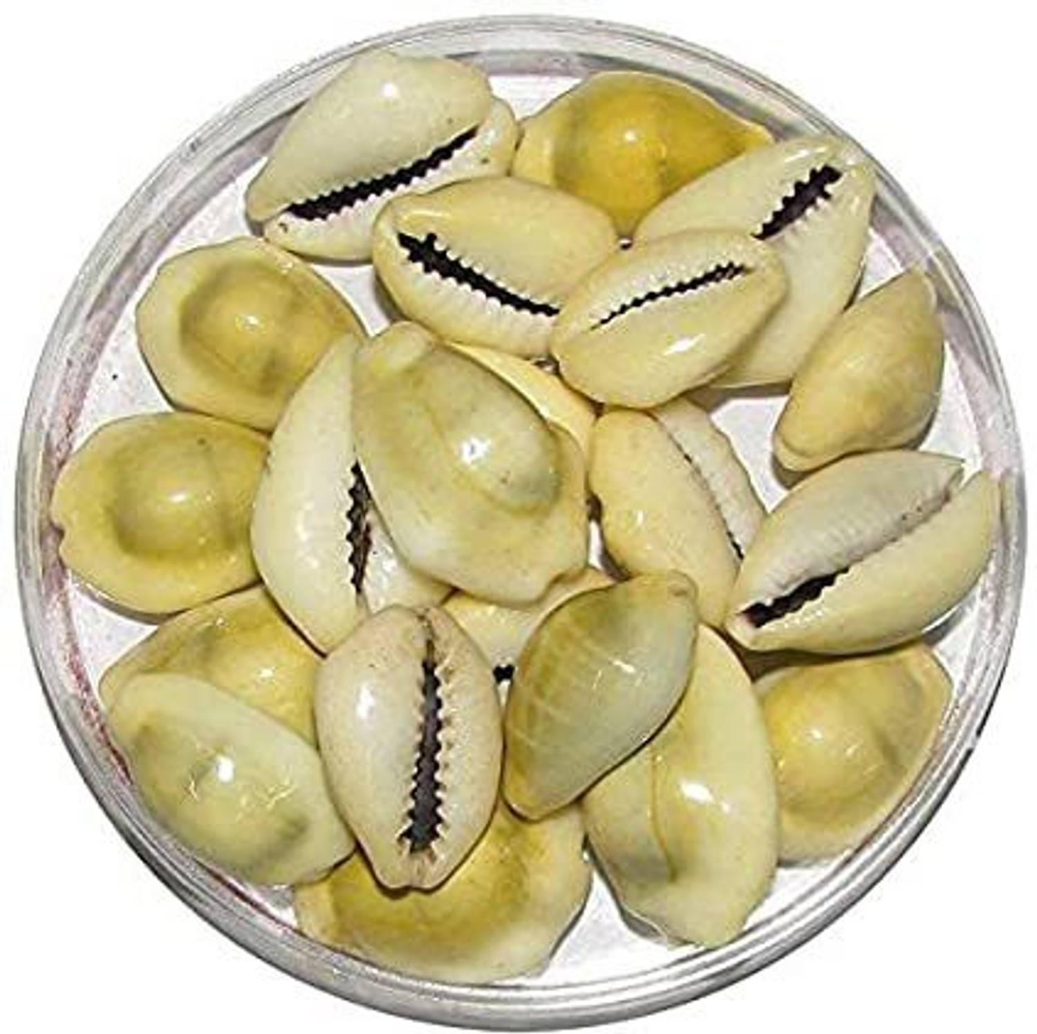 Alokik Golden Yellow Cowrie/Kaudi/Kawri/Kori Sea Shell For Puja And Multi Purpose Uses (21 Pcs.) Stoneware Yantra