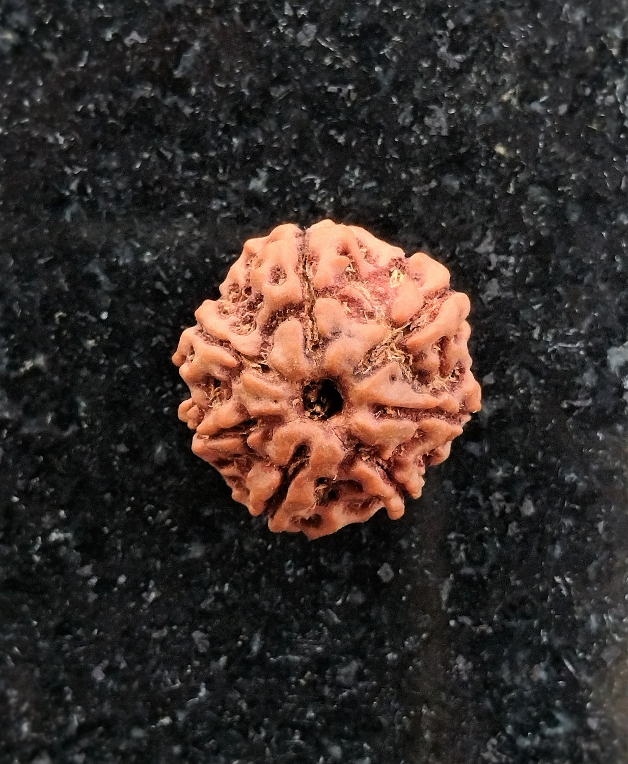 Image of jupiter speaks 7 Mukhi /Face Rudraksha Nepal With Lab Certificate, 100% Original Ruthratcham Bead Size 18mm-19mm With Red Silk Thread Brown Color Bead for Men & Women Wood Pendant