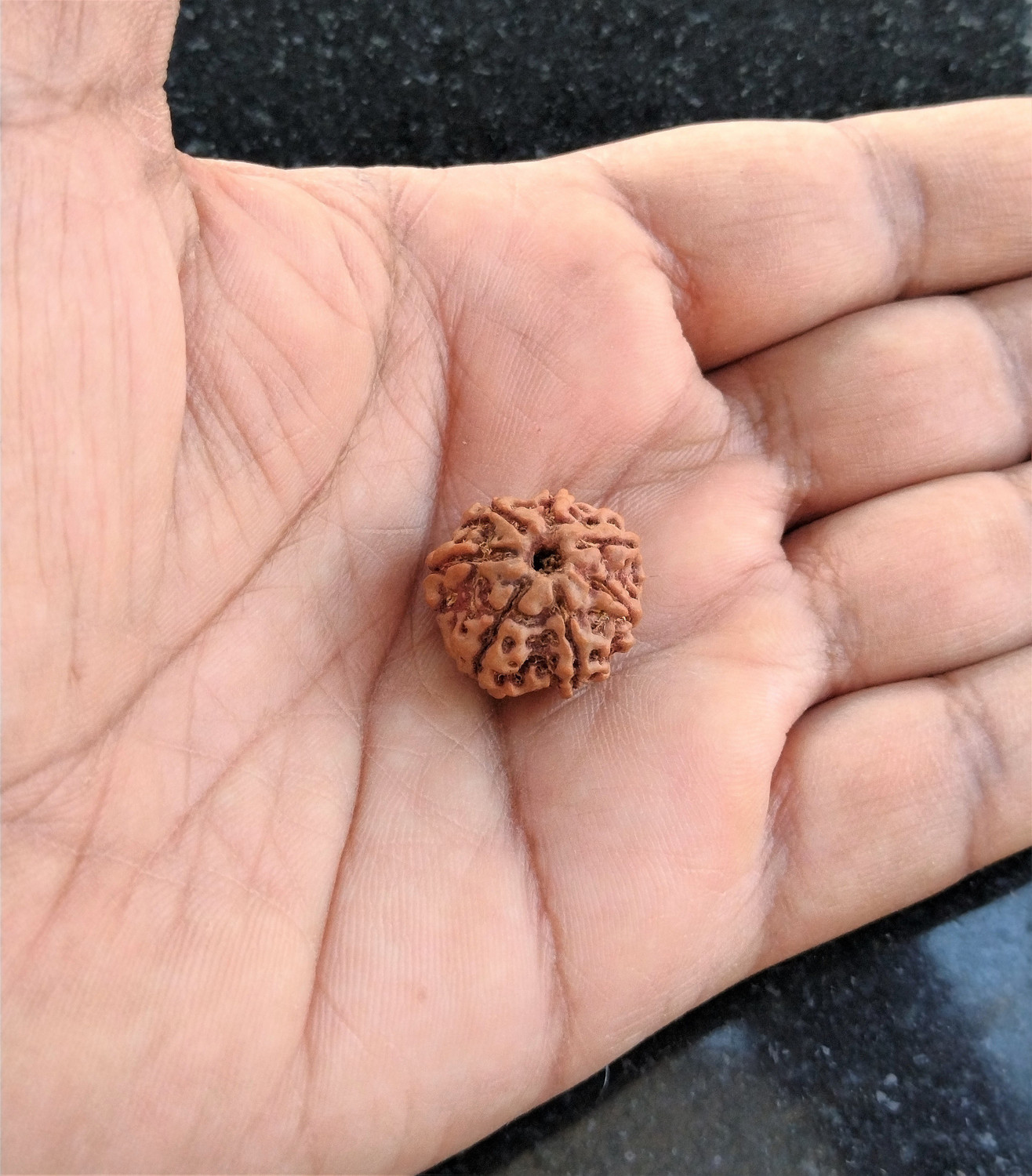 Image of jupiter speaks 7 Mukhi /Face Rudraksha Nepal With Lab Certificate, 100% Original Ruthratcham Bead Size 18mm-19mm With Red Silk Thread Brown Color Bead for Men & Women Wood Pendant