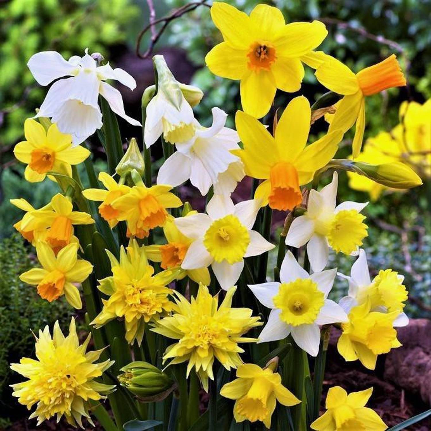 FERNSFLY® Daffodil Aromatic Flower Bulbs Seed Price in India - Buy