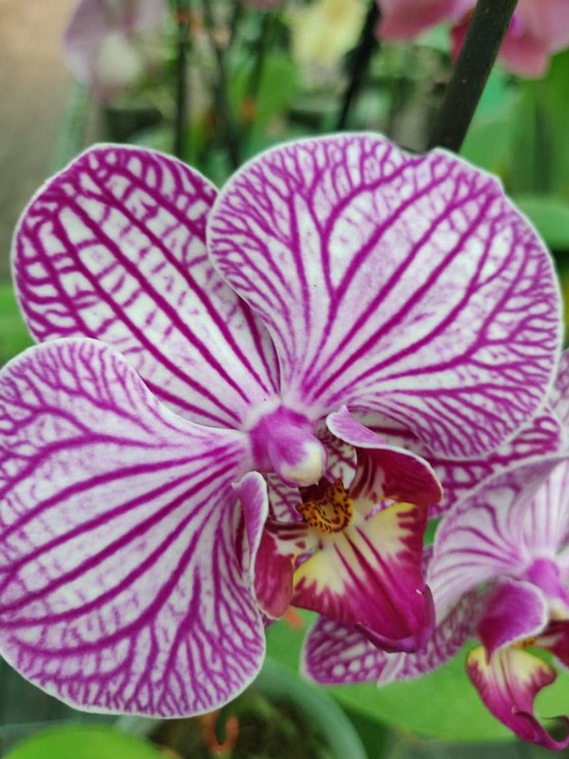 リリー❗️ FURYHUB Lily Plant Price in India - Buy FURYHUB Lily Plant online