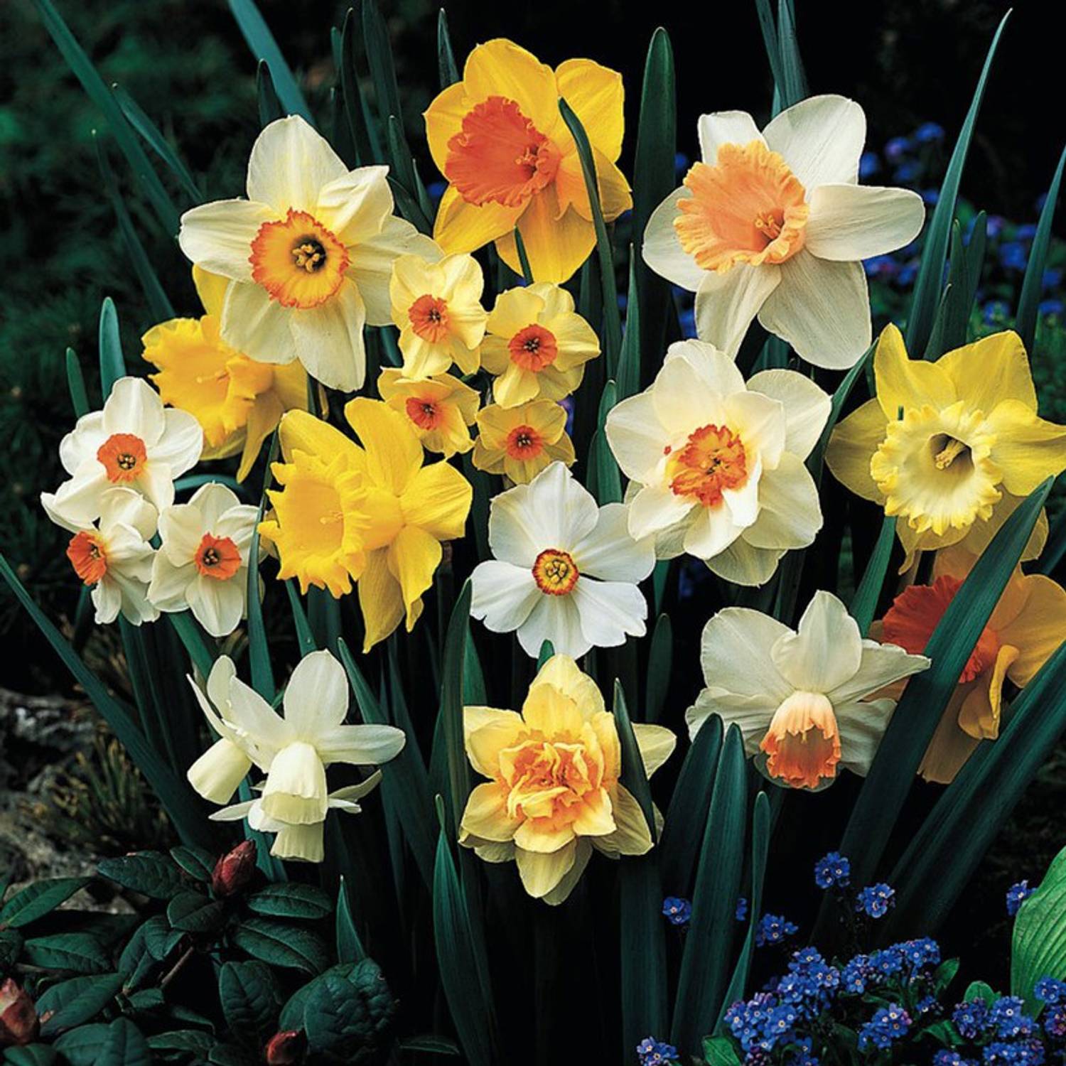 12-daffodil-372-fernsfly-