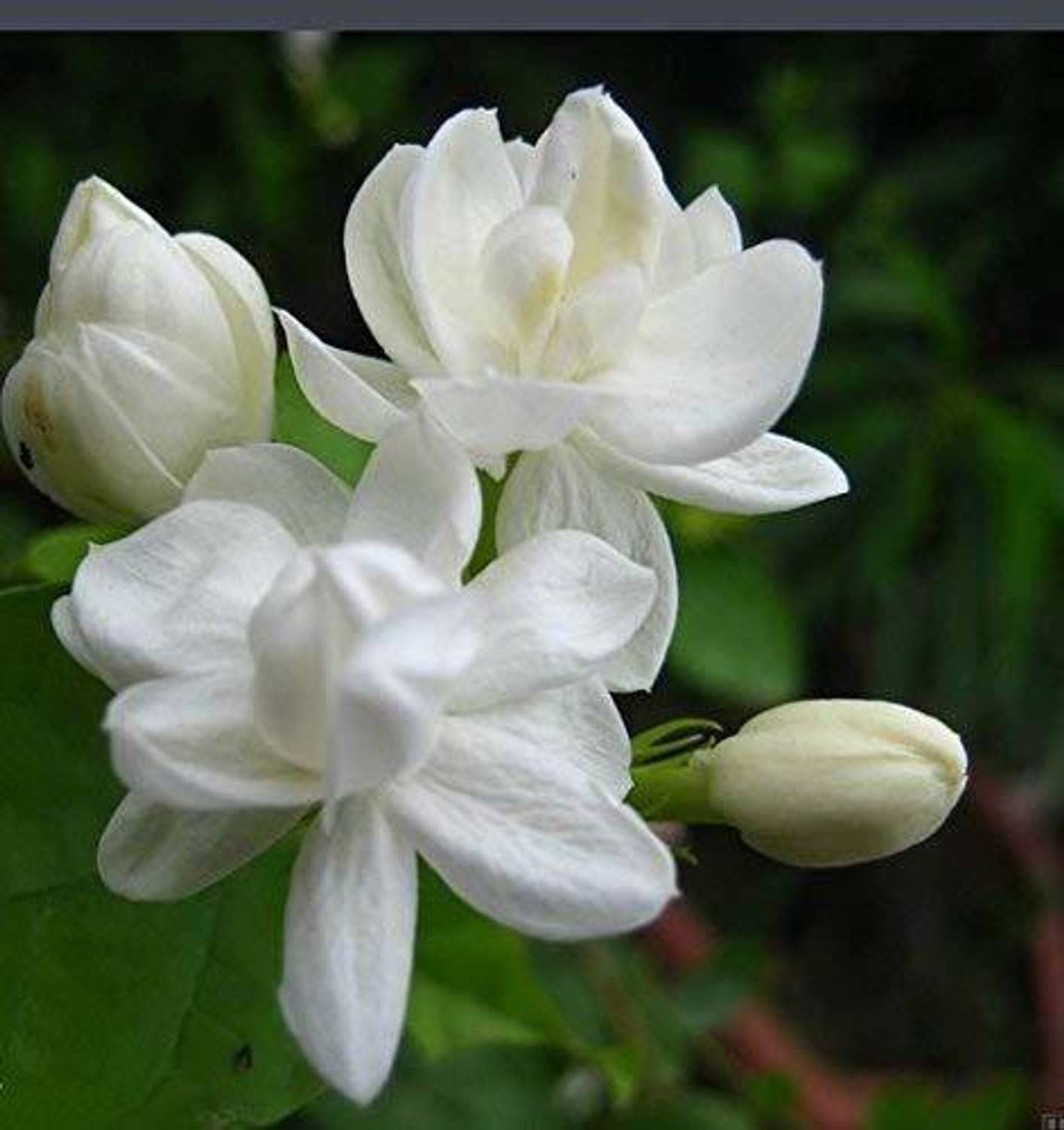 A To Z Sales Jasmine Plant Price in India - Buy A To Z Sales