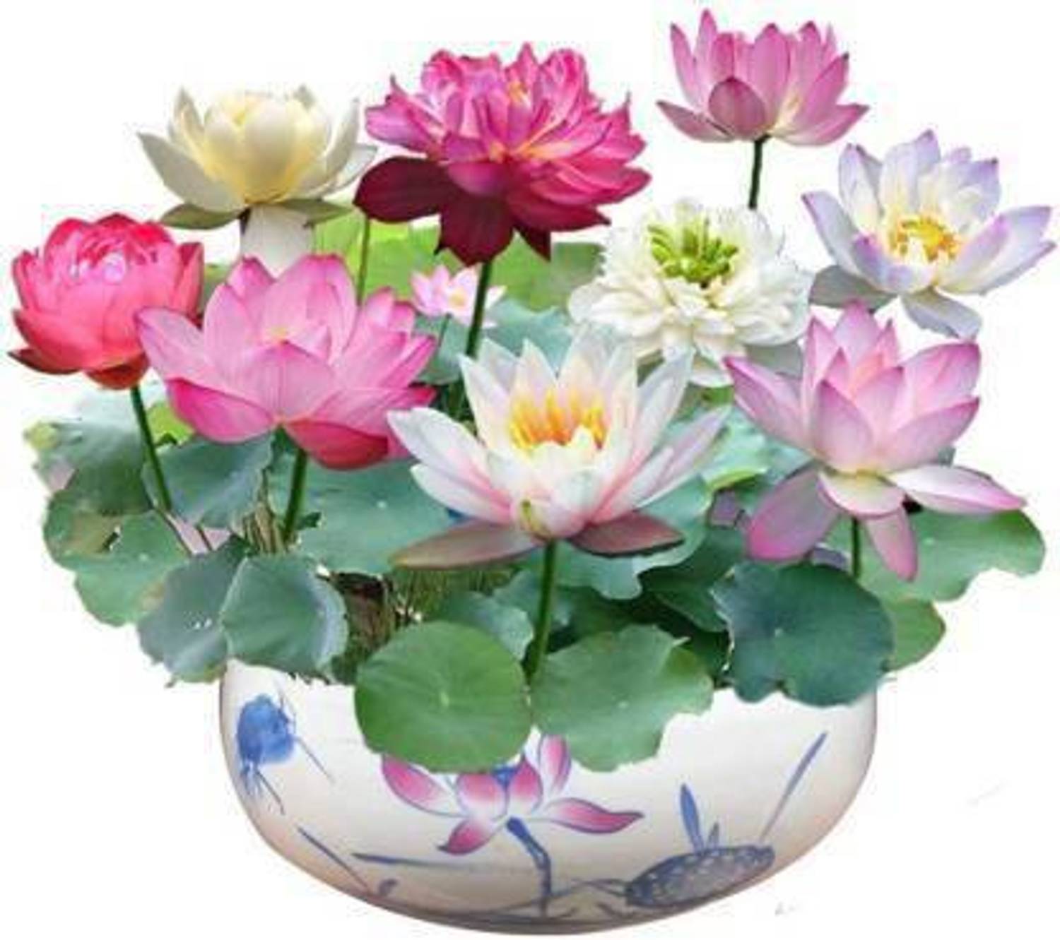 AgroAcres Rainbow Lotus Flower Seeds Organic Water Lilies Lotus Bowl Aquatic Plants Flower Easy to Grow Seeds for Bonsai Planting Pond Indoor Outdoor Decor, Flower Plant Seed