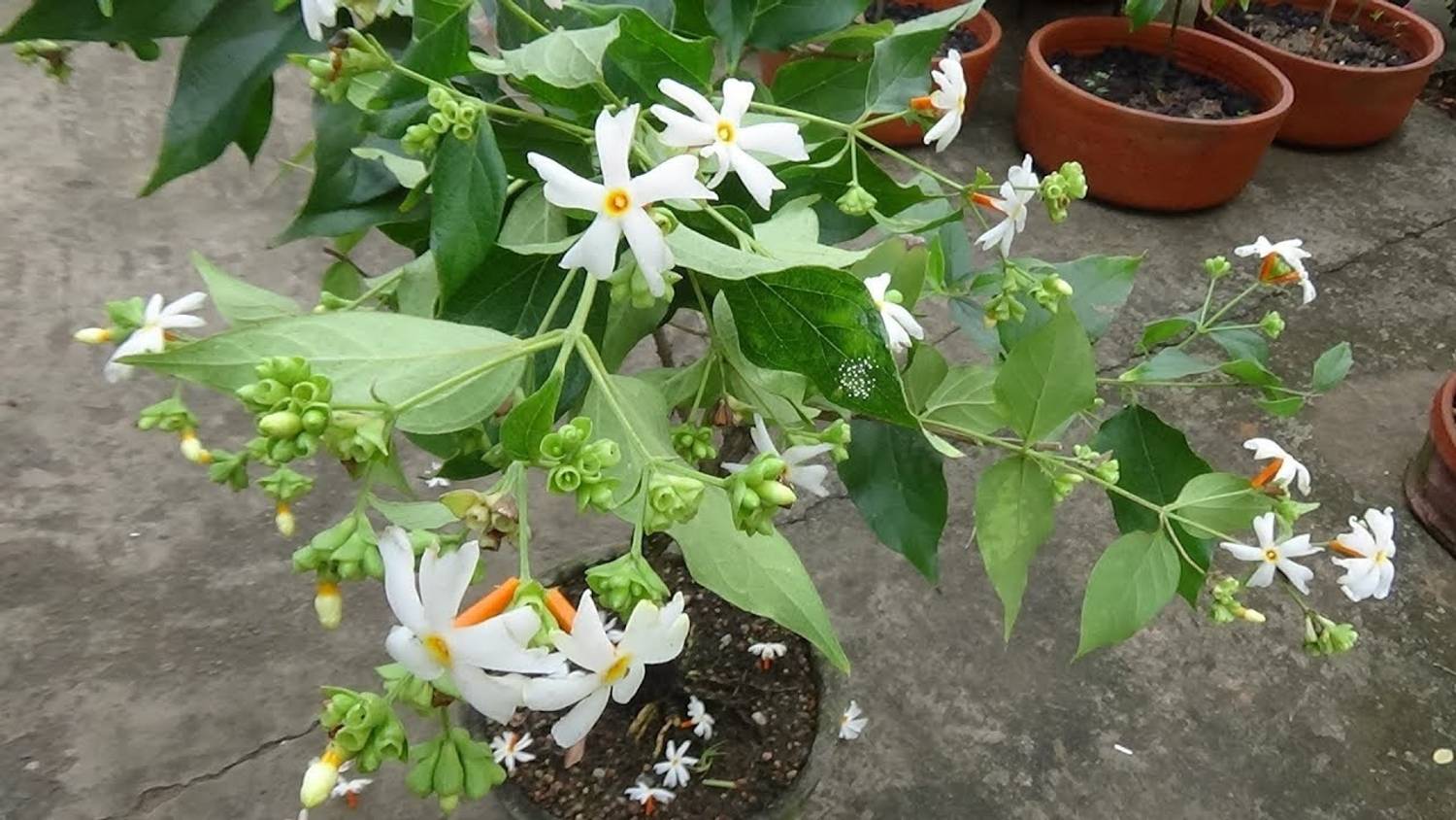 ASPASGROUP Parijat/Harsingar Plant  sapling