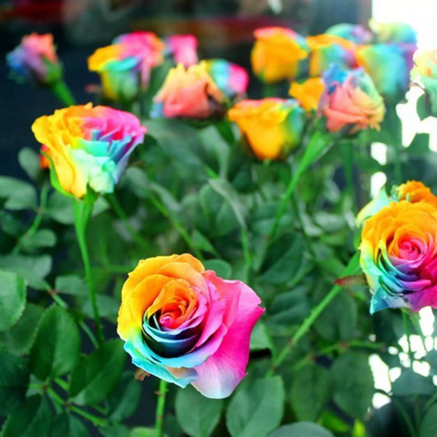 AgroAcres Rainbow Rose Flower For Sowing At Home Garden Seed