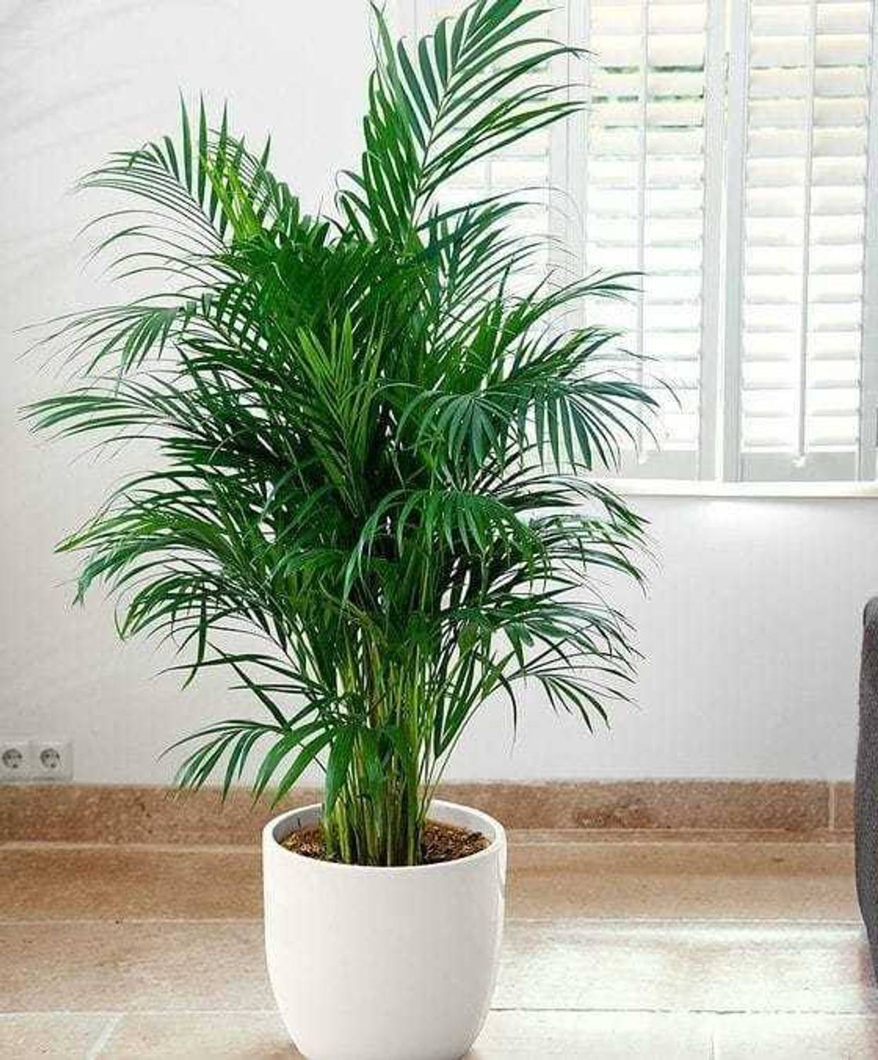 Aquinnah Areca Palm sapling