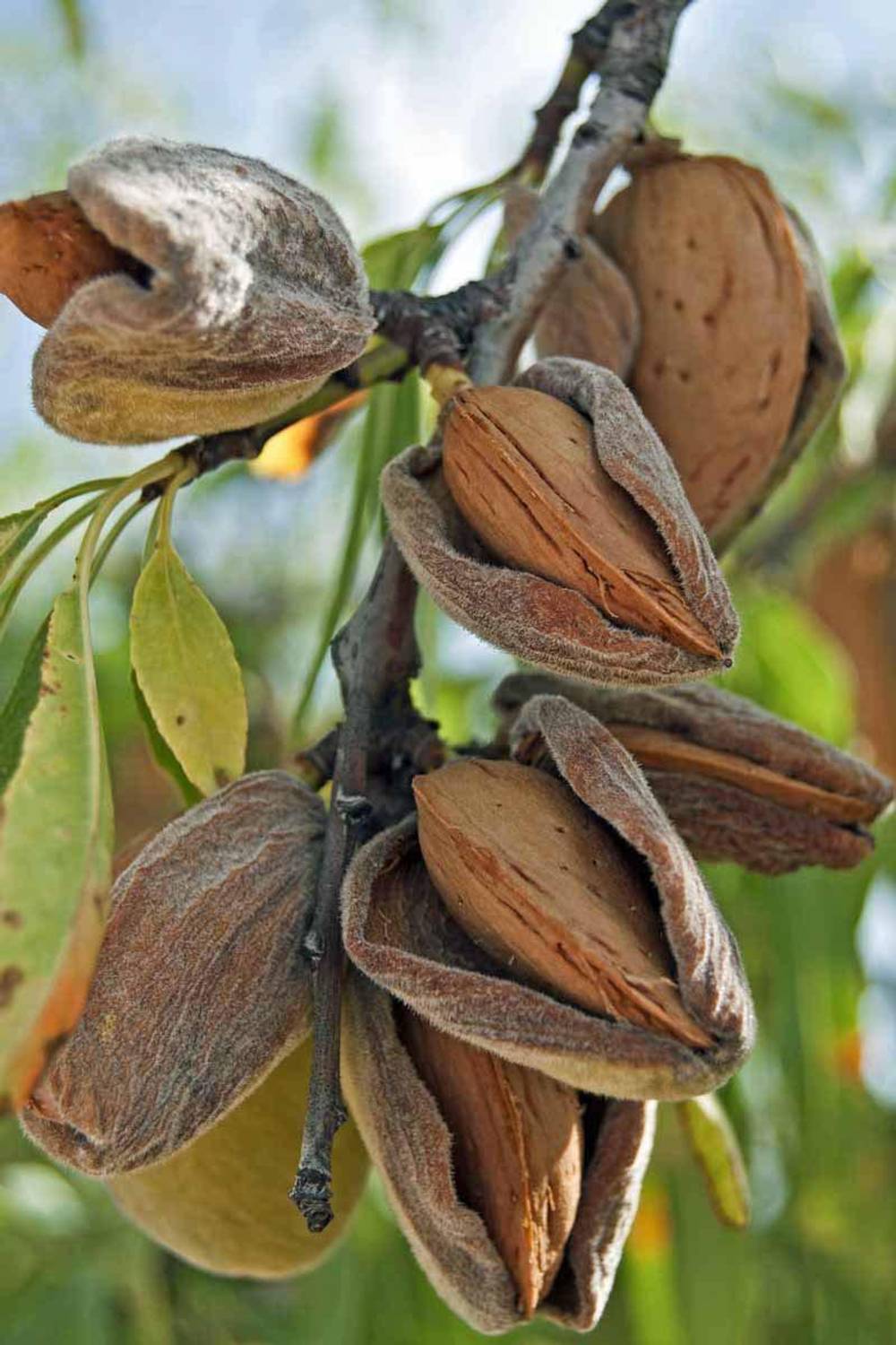 WILLVINE LXI-11 Almond Badam Tree Seeds Seed Price in India - Buy