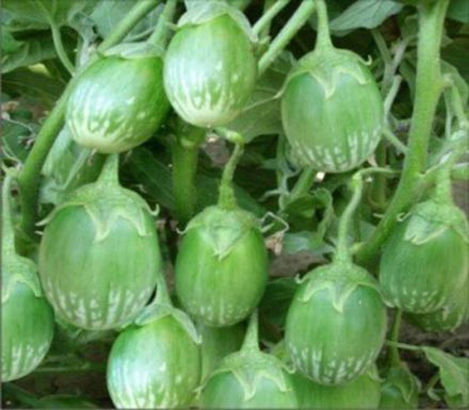 AloGardening Brinjal Big Seed