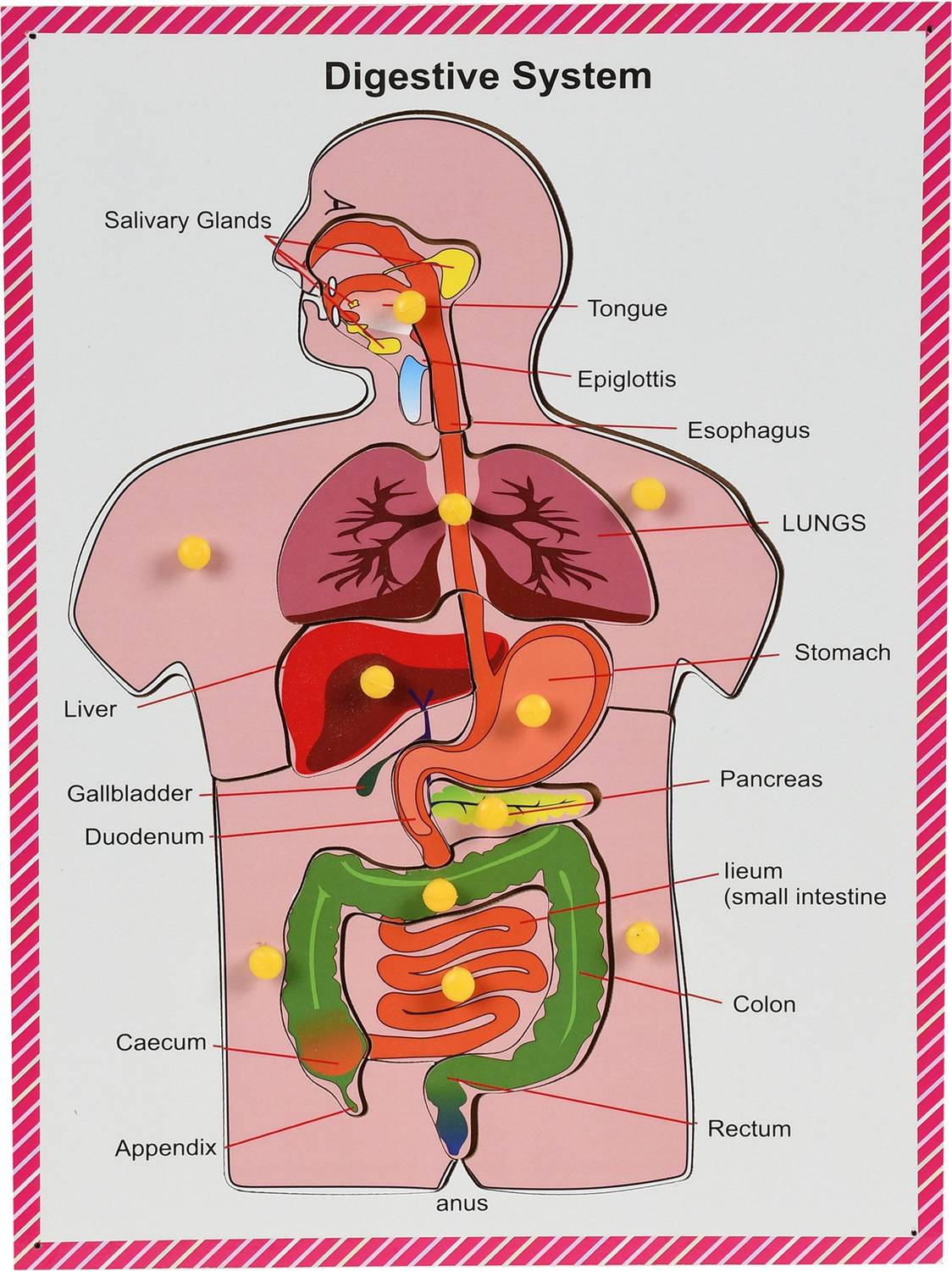 Ashmi Wooden Human Body Digestive System Tray Jigsaw Puzzle with knobs and Pictures Learning and Educational Toys for Kids Students Age 4 and above