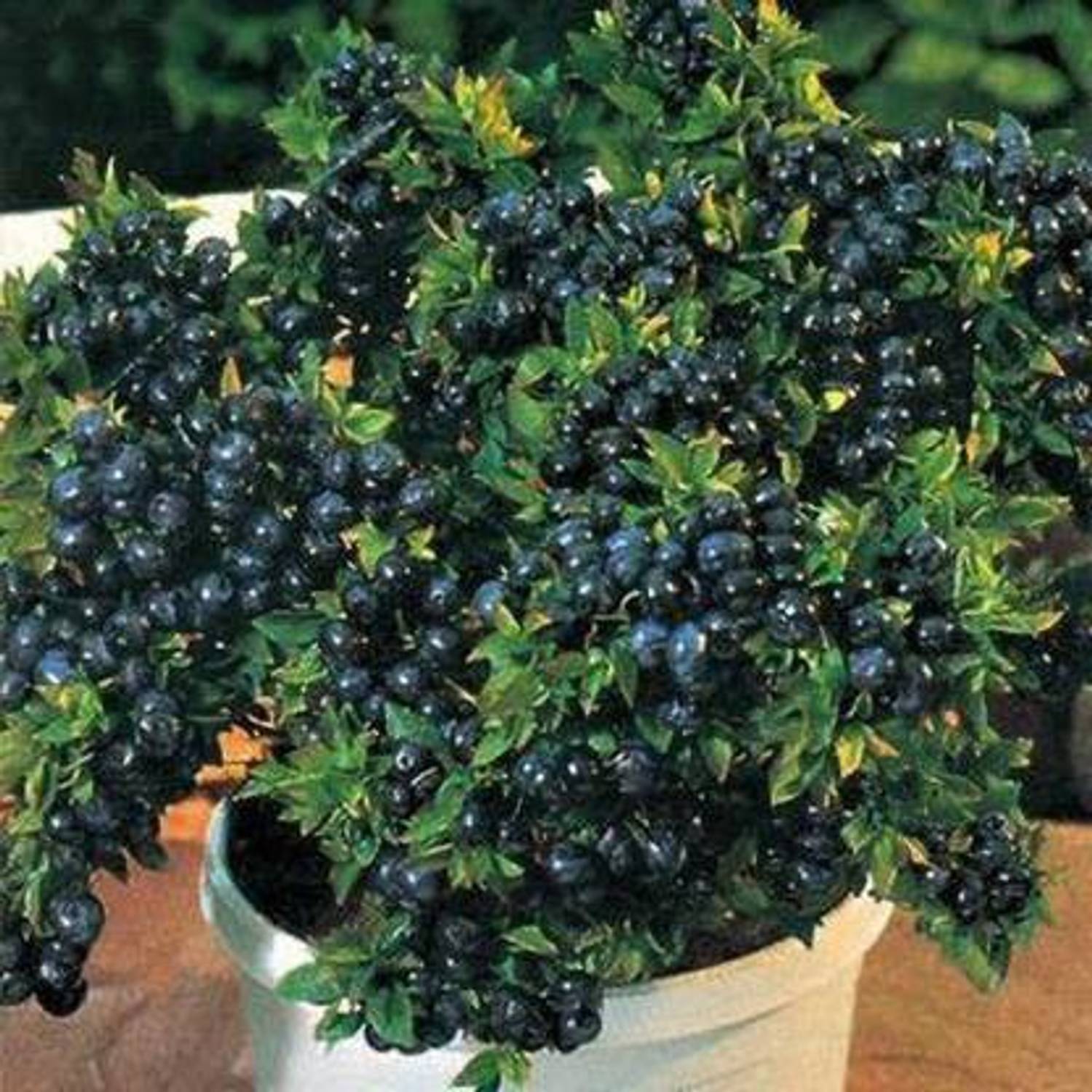ASPASGROUP Jamun Plant  sapling