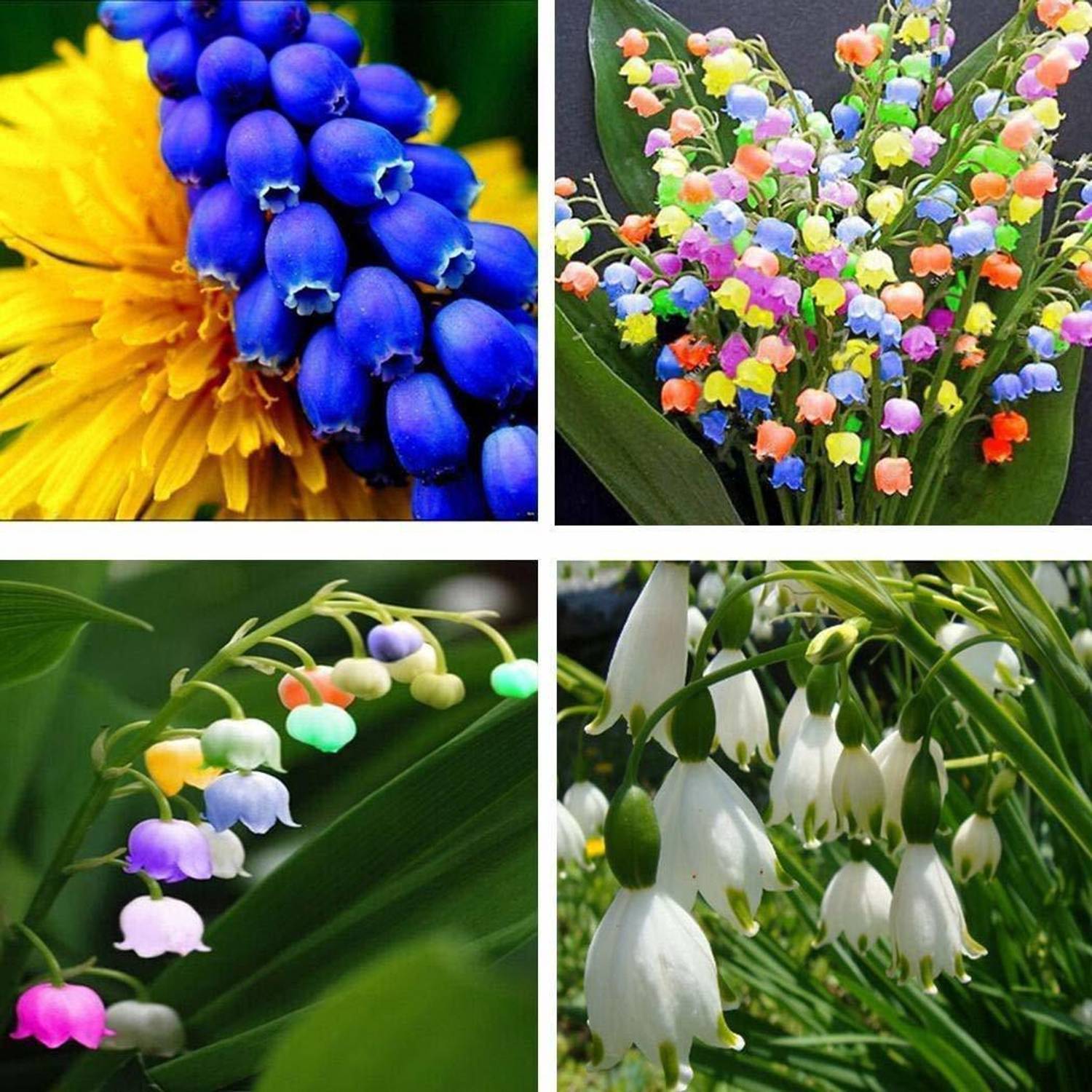 AgroAcres Scented Lily of The Valley Convallaria 30 Seeds Eco Pack, All Season Flower Plant Seed