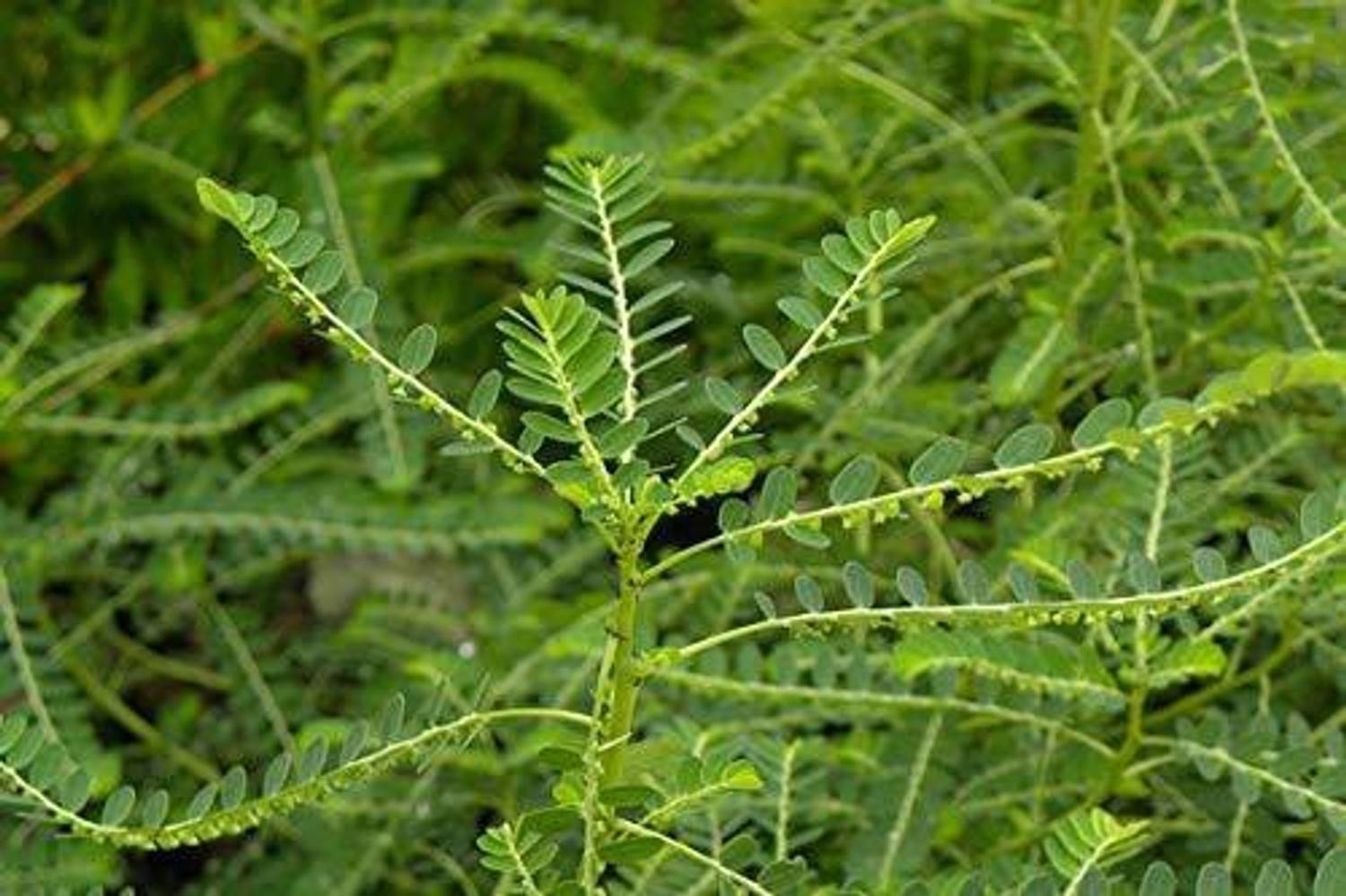 ADITYA GREEN PLANTS AGP Amla Plant sapling