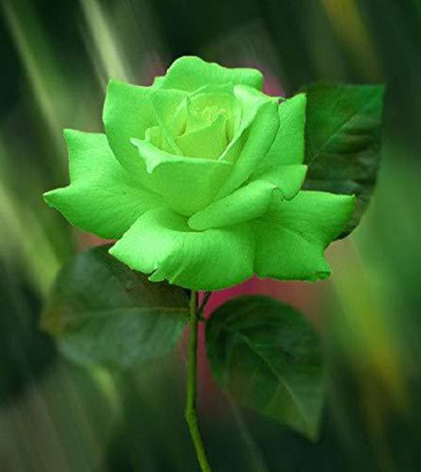 PLANTTOOZS Rose Plant sapling Price in India - Buy PLANTTOOZS Rose