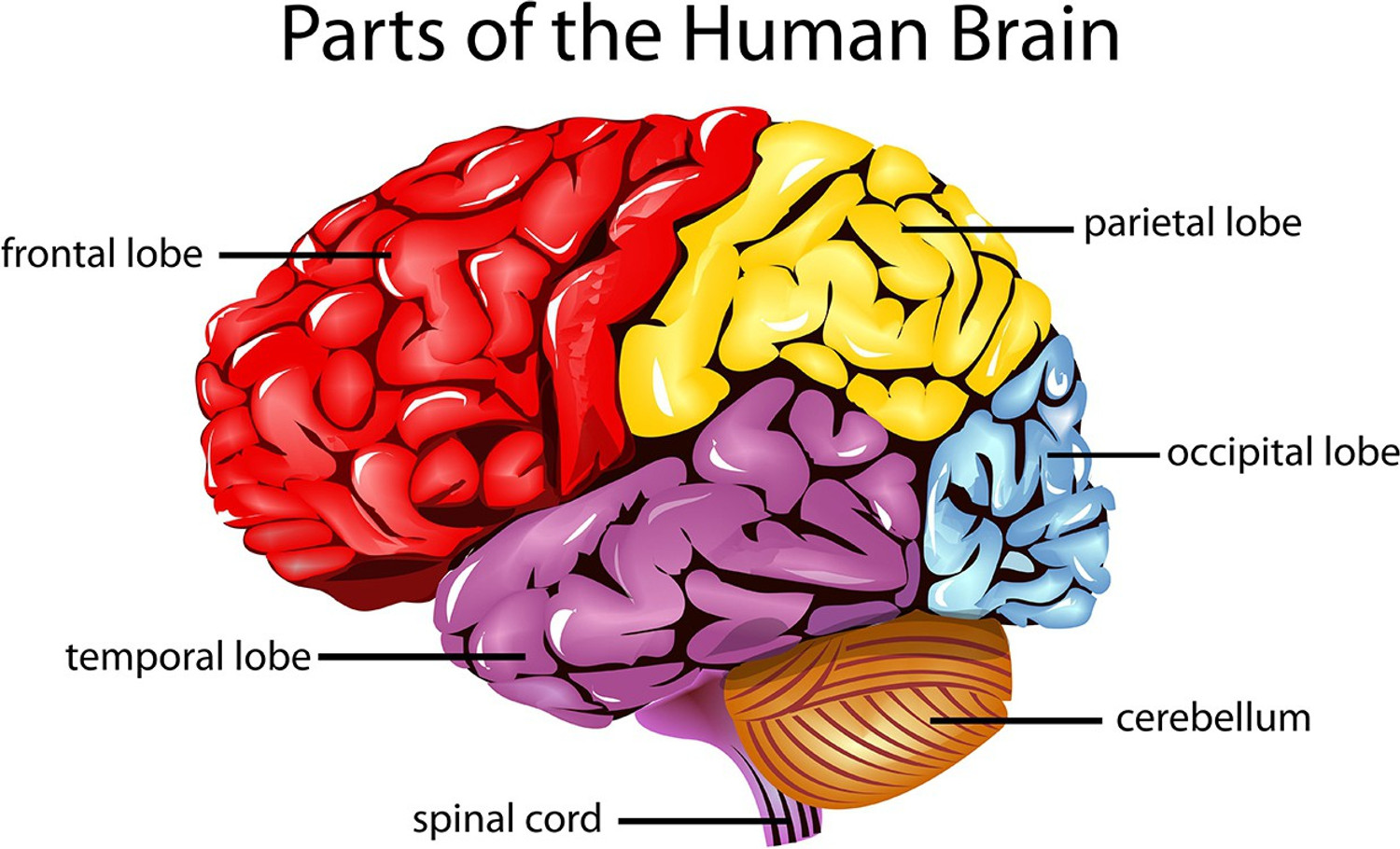 Image of WALLDECORS 76.2 cm PART OF HUMAN BRAIN STICKER Self Adhesive Sticker
