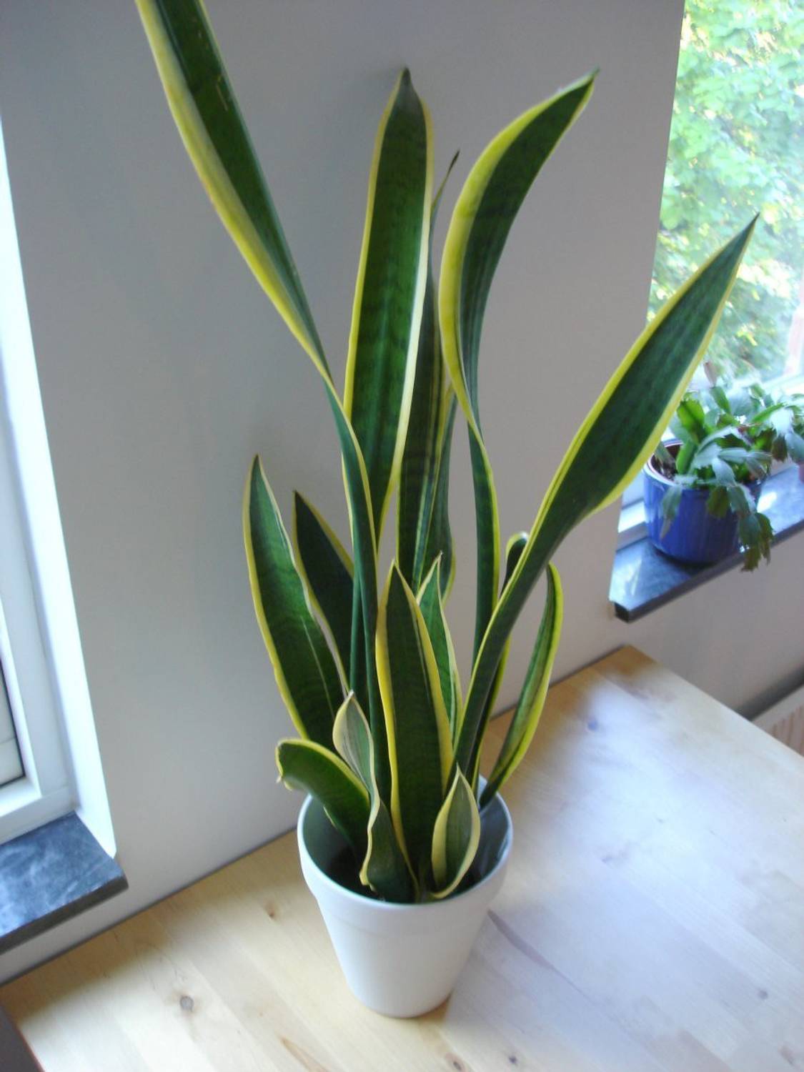 Aquinnah Graden Snake Plant sapling