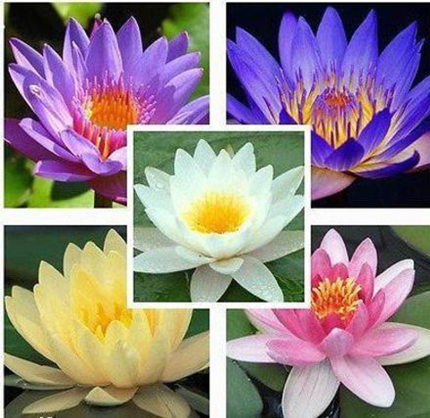 AgroAcres Waterlily Lotus Flower Seeds- 25 Seeds Home Pack, Aquatic Plant Seed