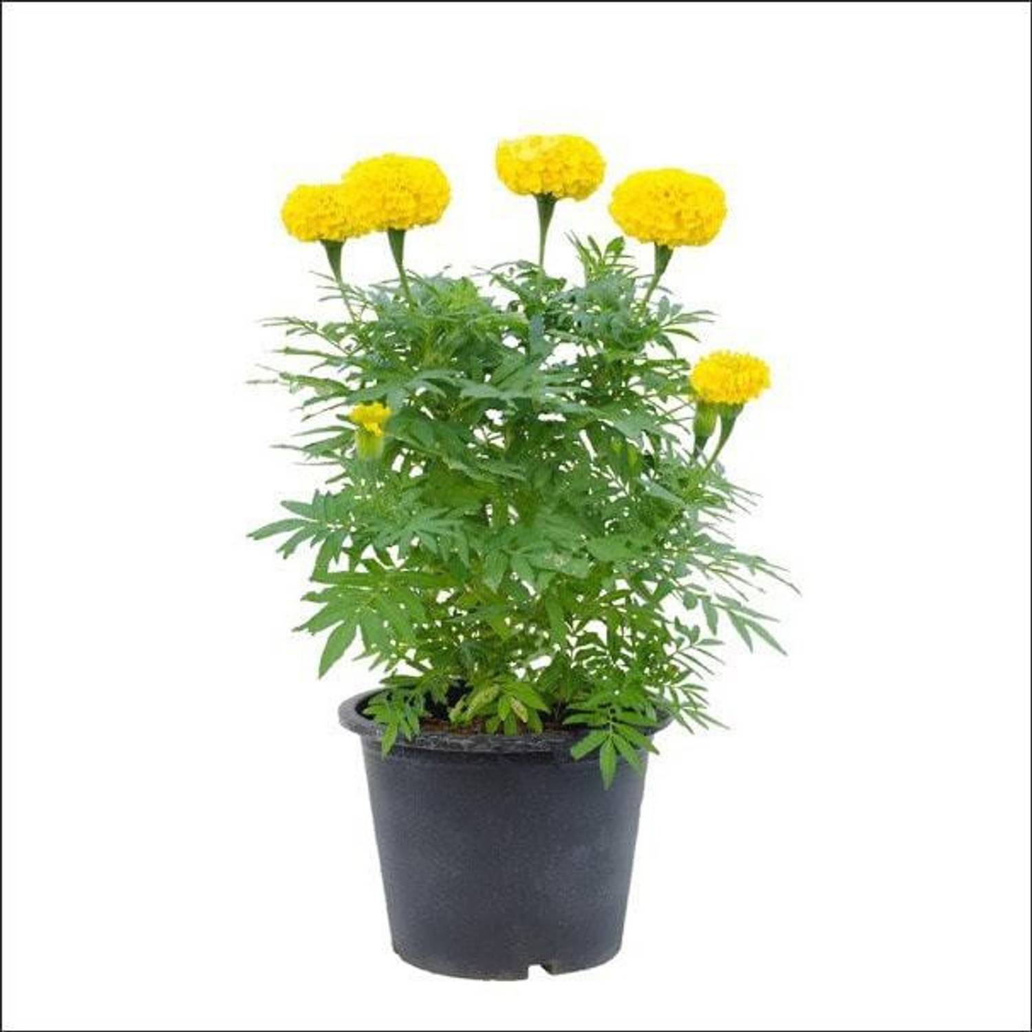 Amazing Gurden Marigold Plant sapling