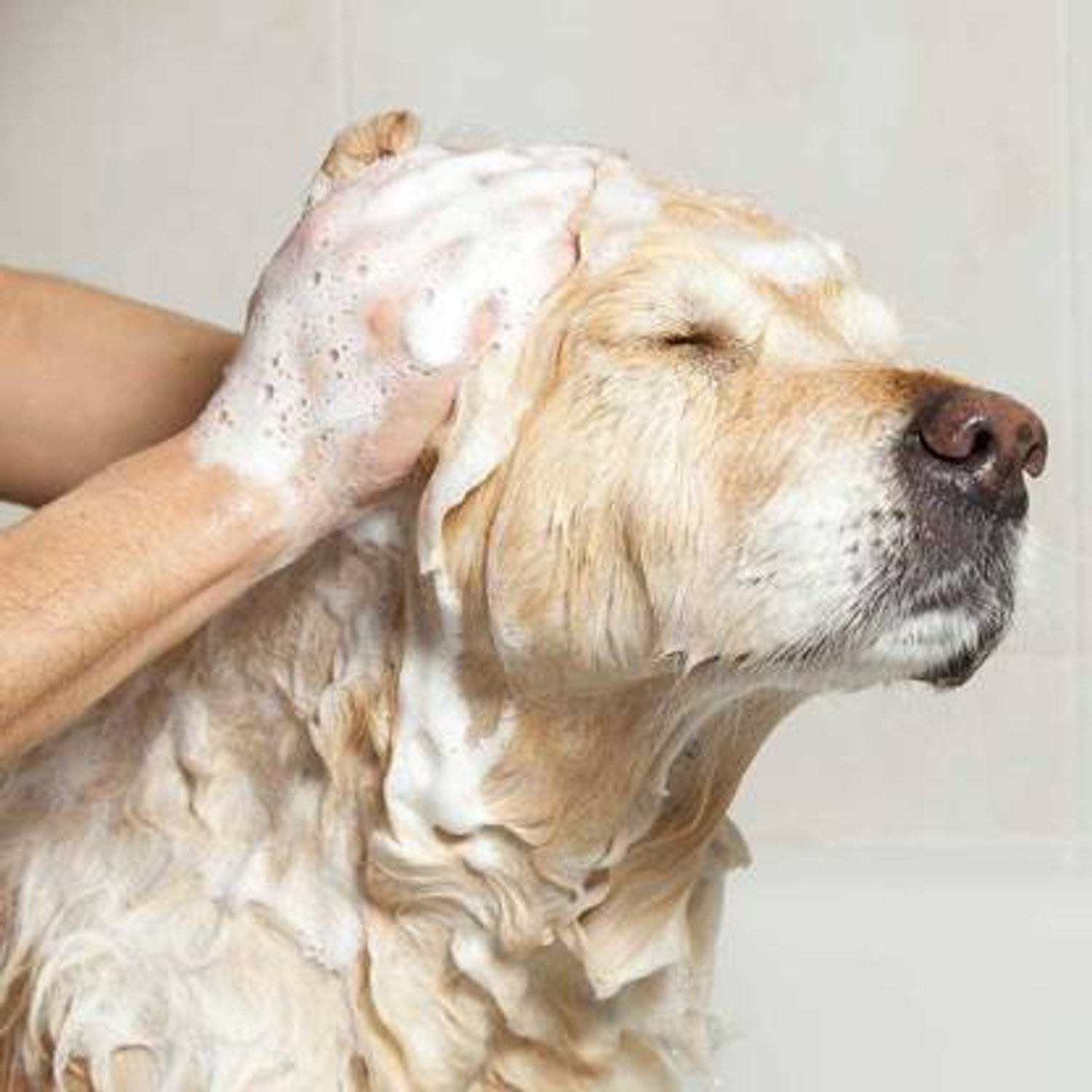 Image of Breedo Dog Need (Combo of 2) 5IN1 Shampoo Conditioner + Gloves Allergy Relief, Conditioning, Anti-fungal, Anti-microbial, Anti-itching, Anti-dandruff Natural Dog Shampoo