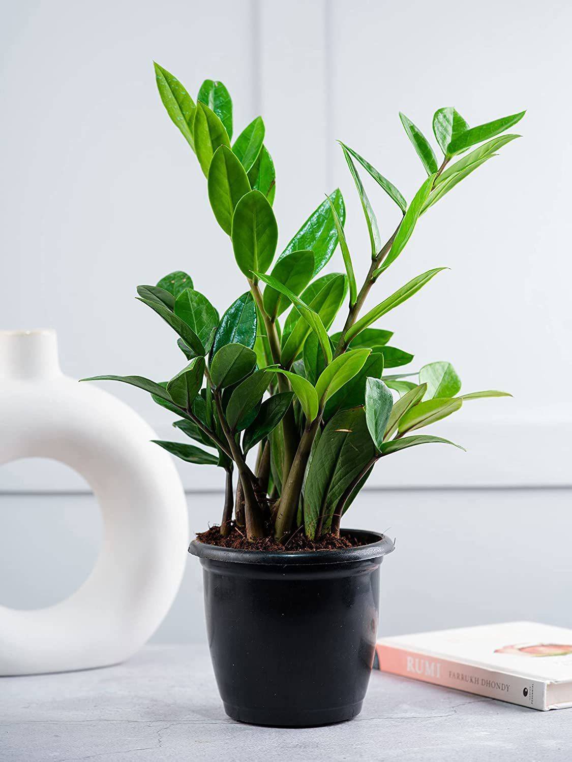 misha and puff バジル 花鉄 3y yes-perennial-no-zz-plant-air-