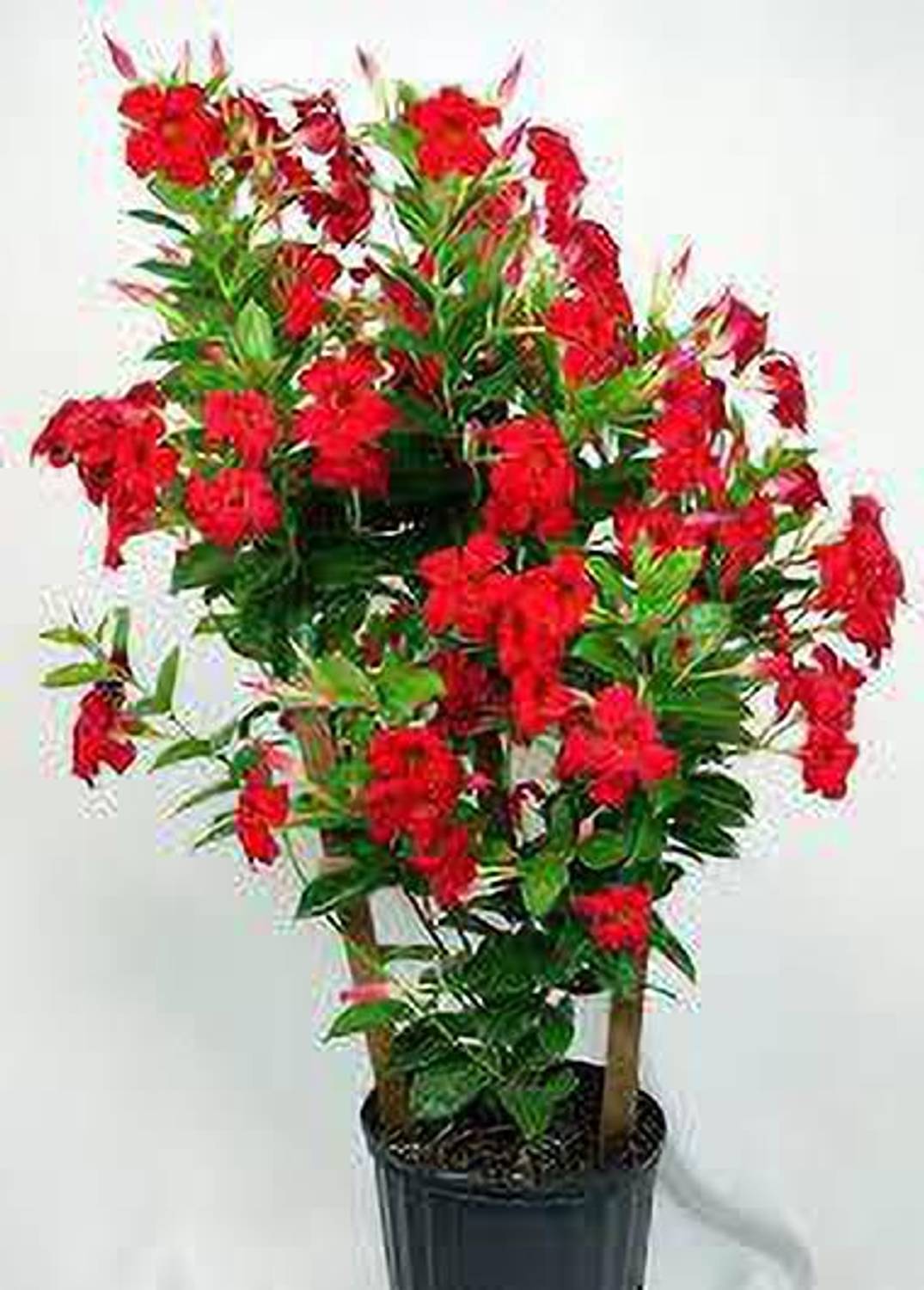 AloGardening Mandevilla Plant  sapling