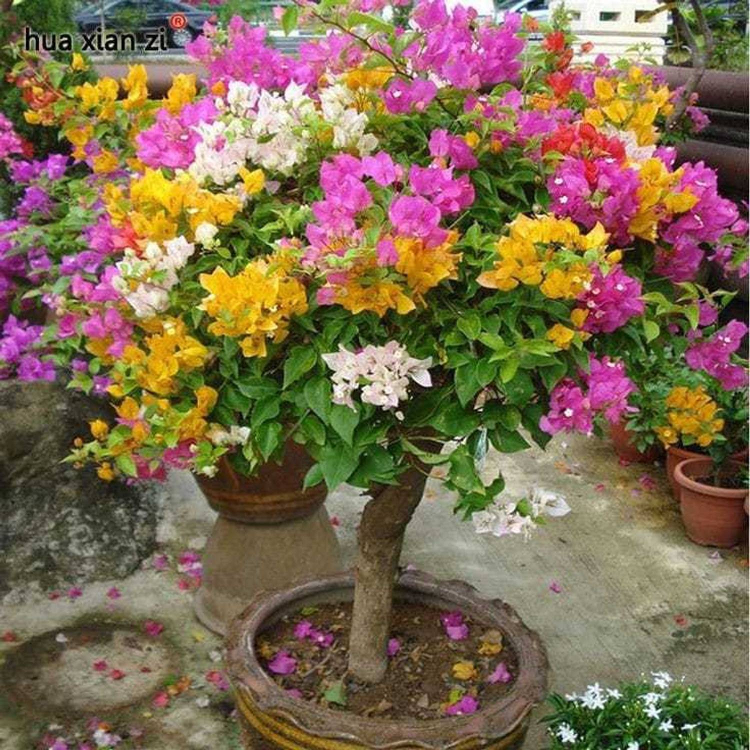 coleus plant green Lime Delight Premium Sun Coleus