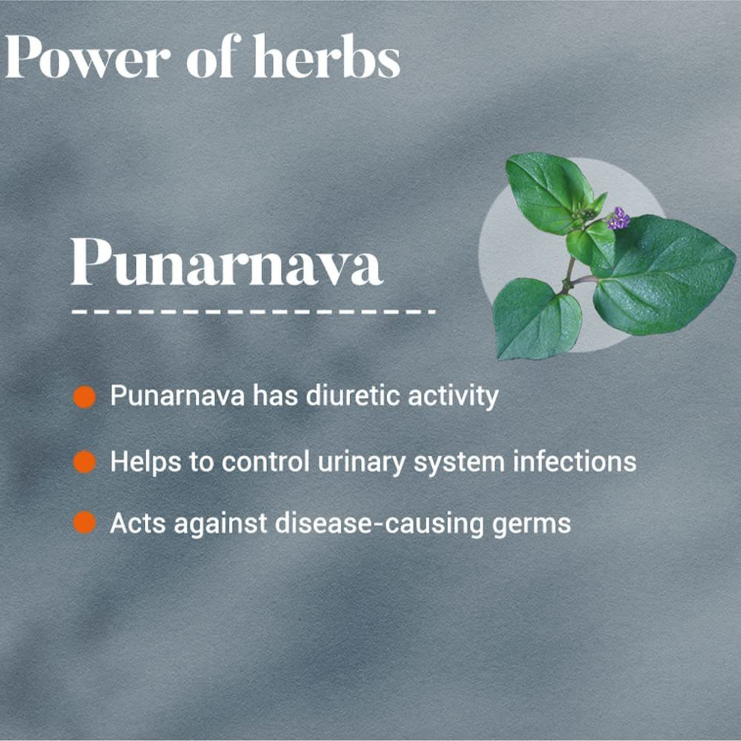 Image of HIMALAYA Punarnava