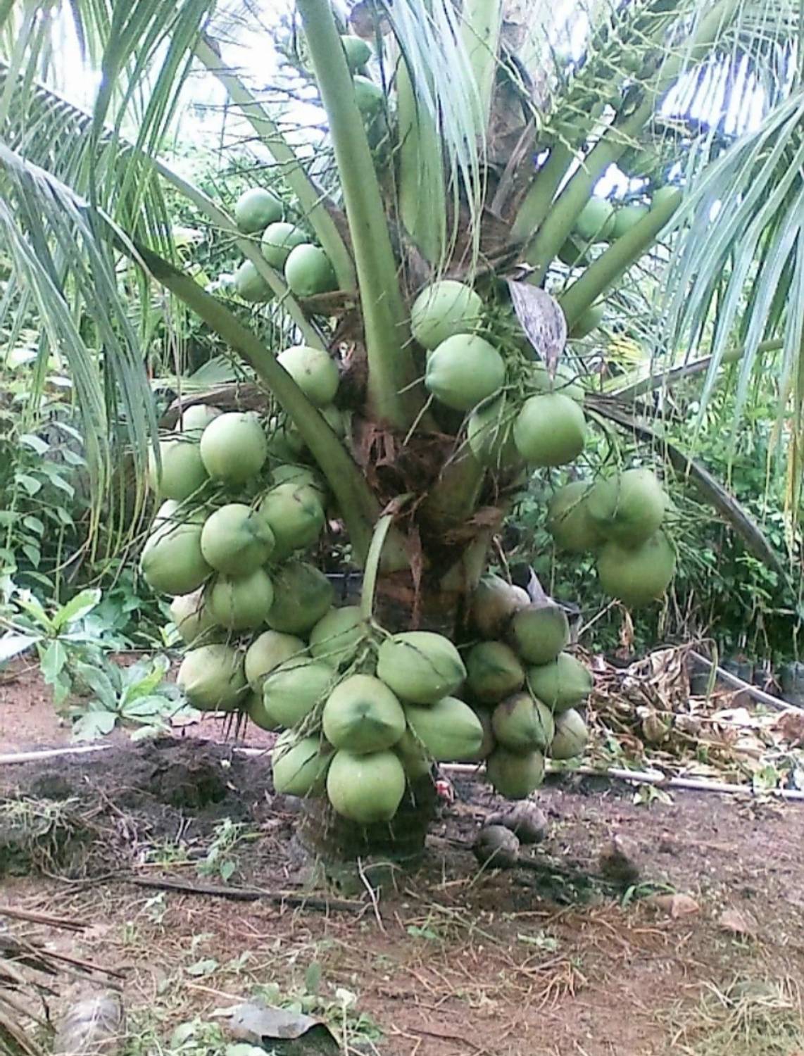 Gaach Coconut Plant Price in India - Buy Gaach Coconut Plant