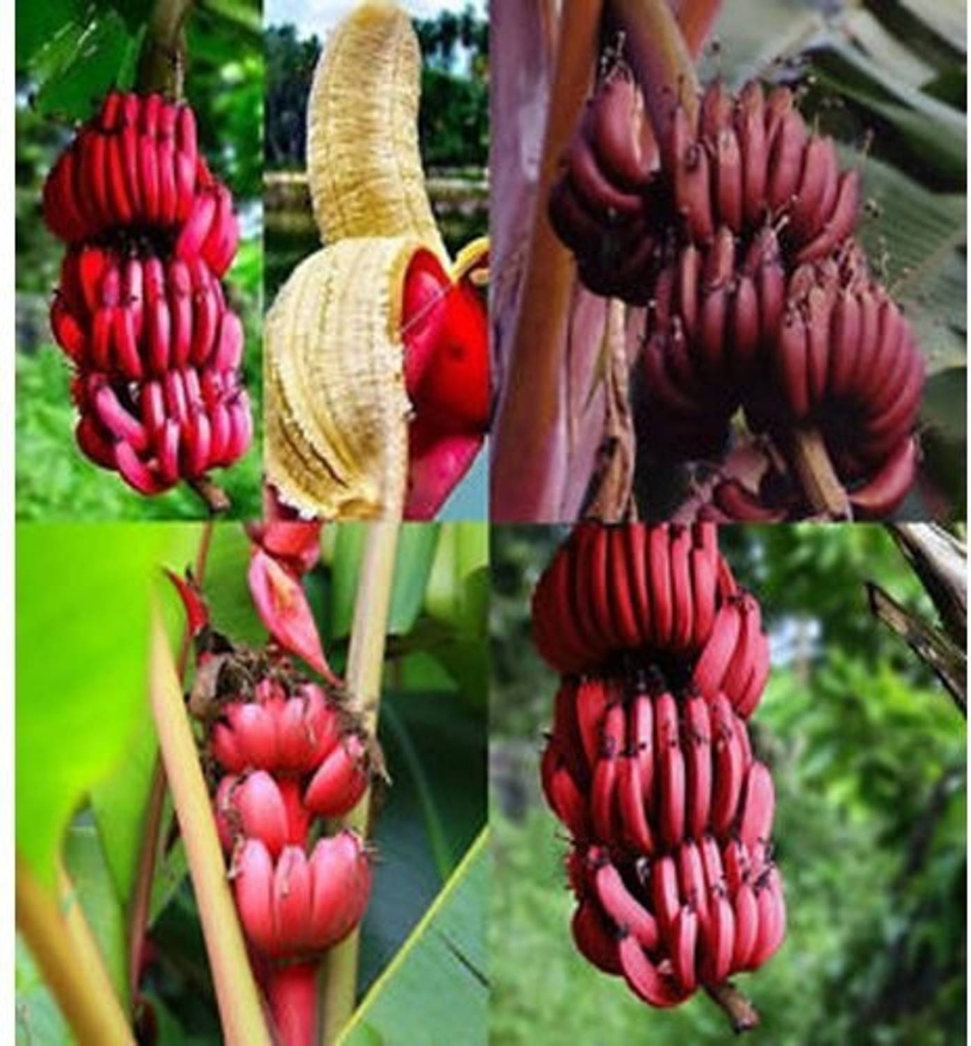 Ariya Banana Plant  sapling