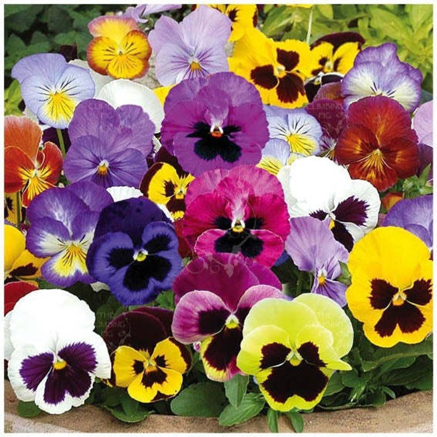 AgroAcres Pansy Viola Swiss Giants Velvet Mix Flower F1 Hybrid 35 Seeds Trial Pack Seed
