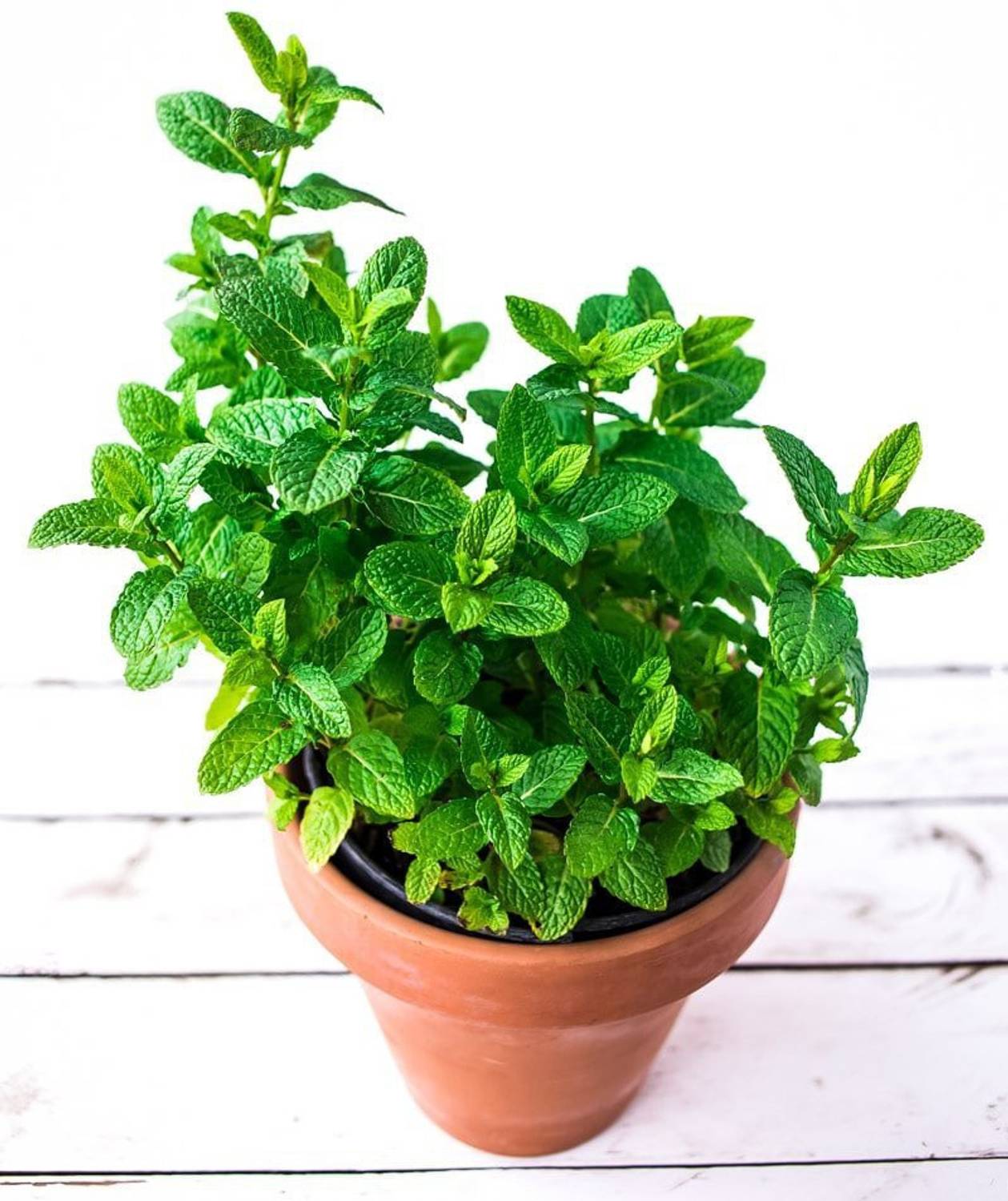 AgroAcres Peppermint Mentha × Piperita Herb 50 Seeds For Planting, Organic Non-GMO Seed