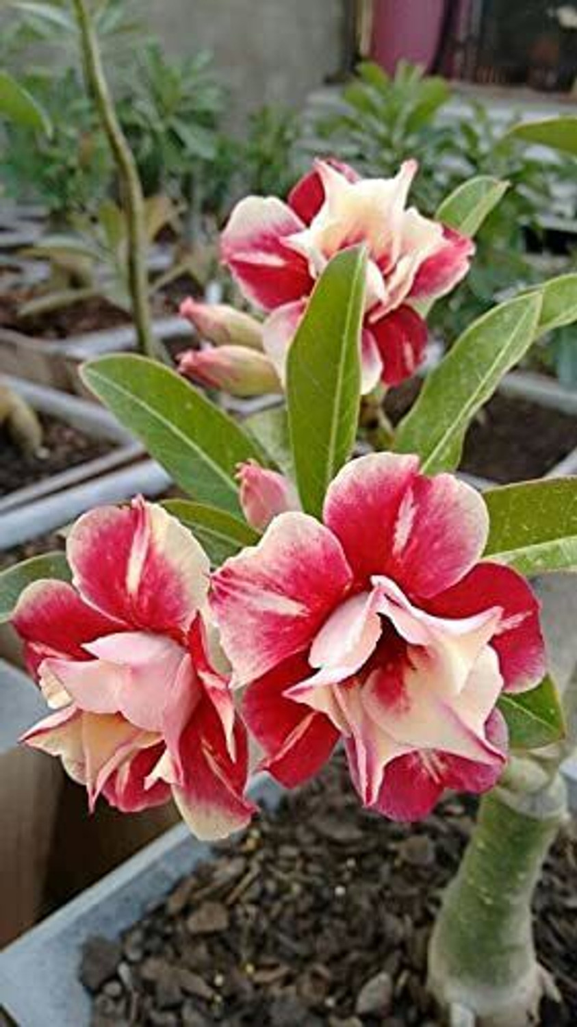 Image of JRYU Adenium Mix Color Hybrid Flower Seed