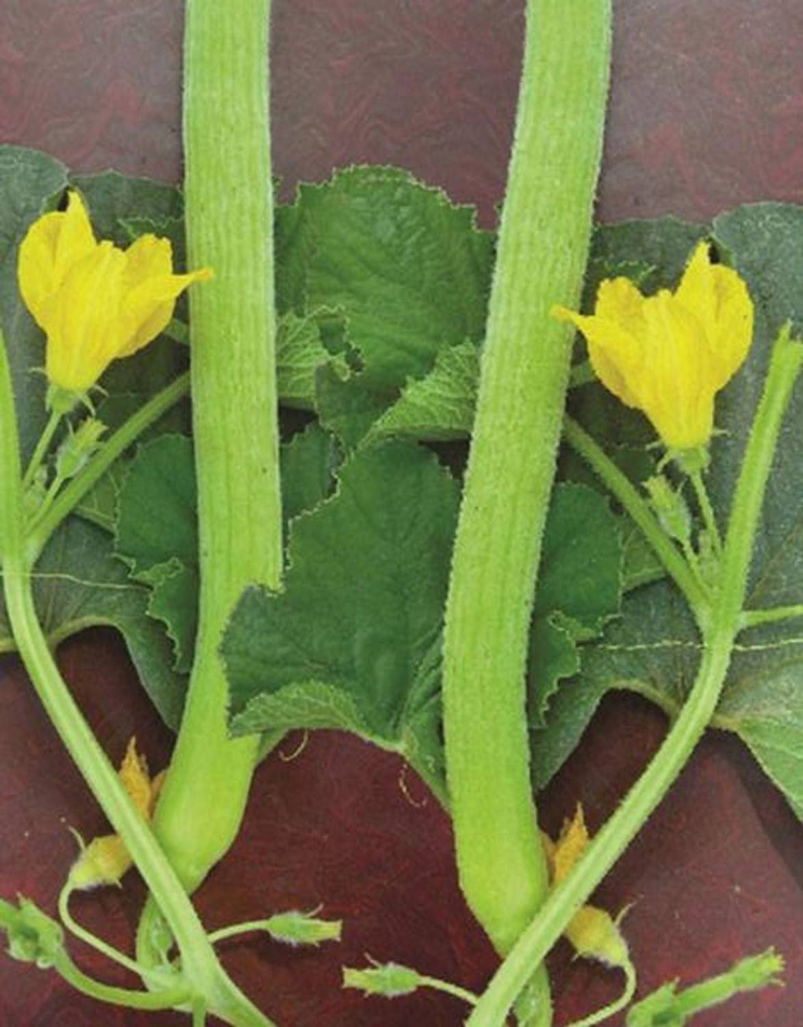 AllThatGrows Long Melon Kakri Seeds, Cucumber Kakdi Seeds Pack of 300 Tar Seeds Seed