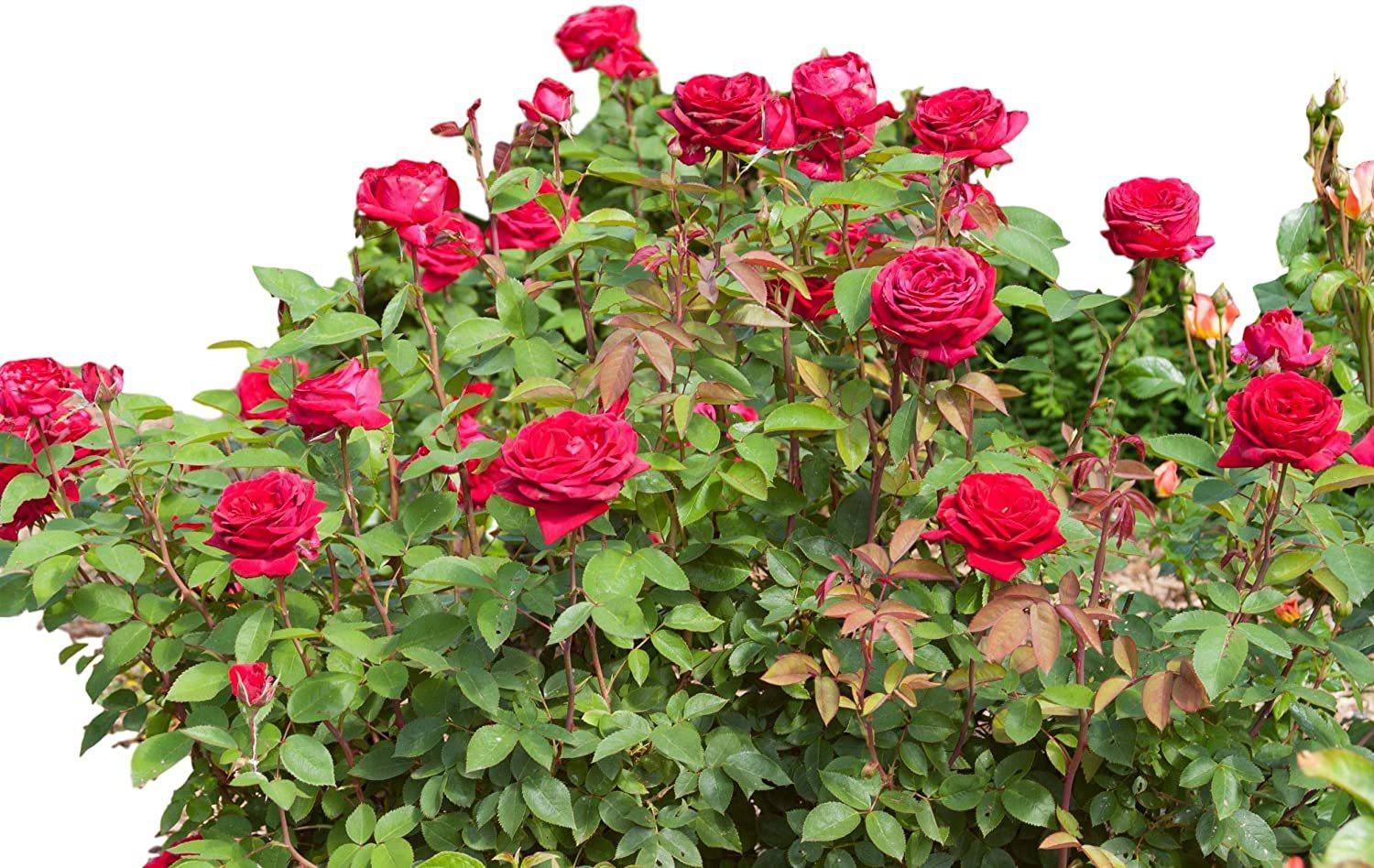 AgroAcres Rose Seed