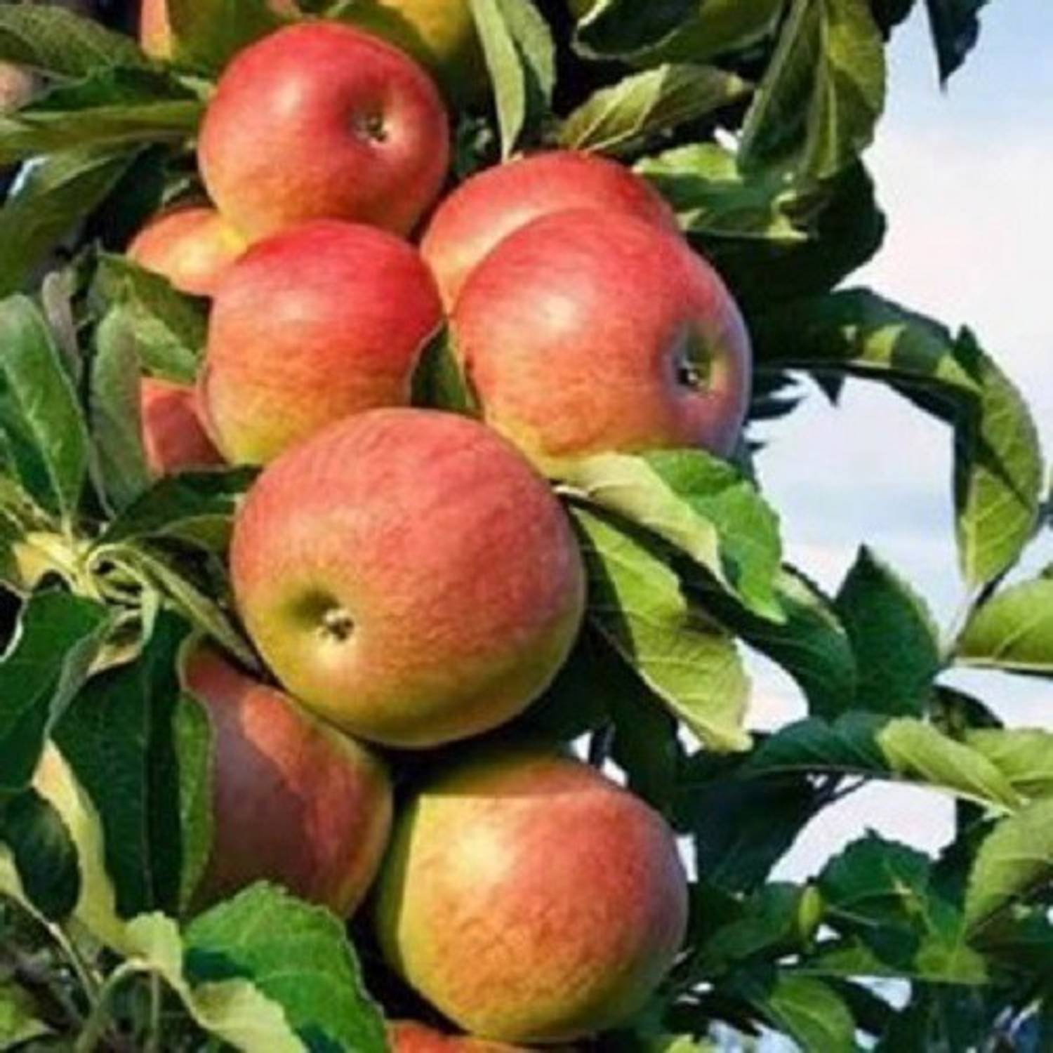 Ariya Apple Plant sapling