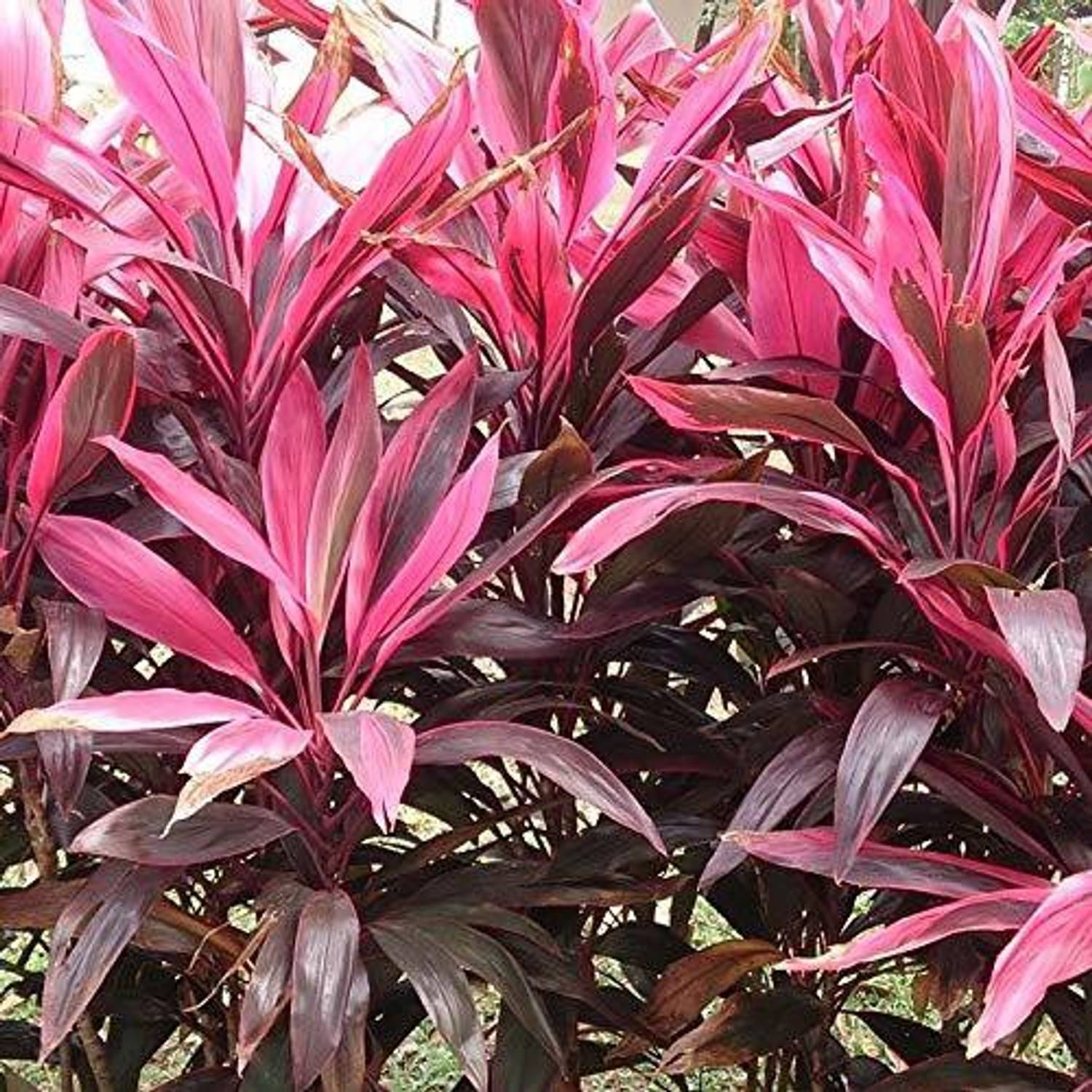 Kosalyagardning Dracaena Plant
