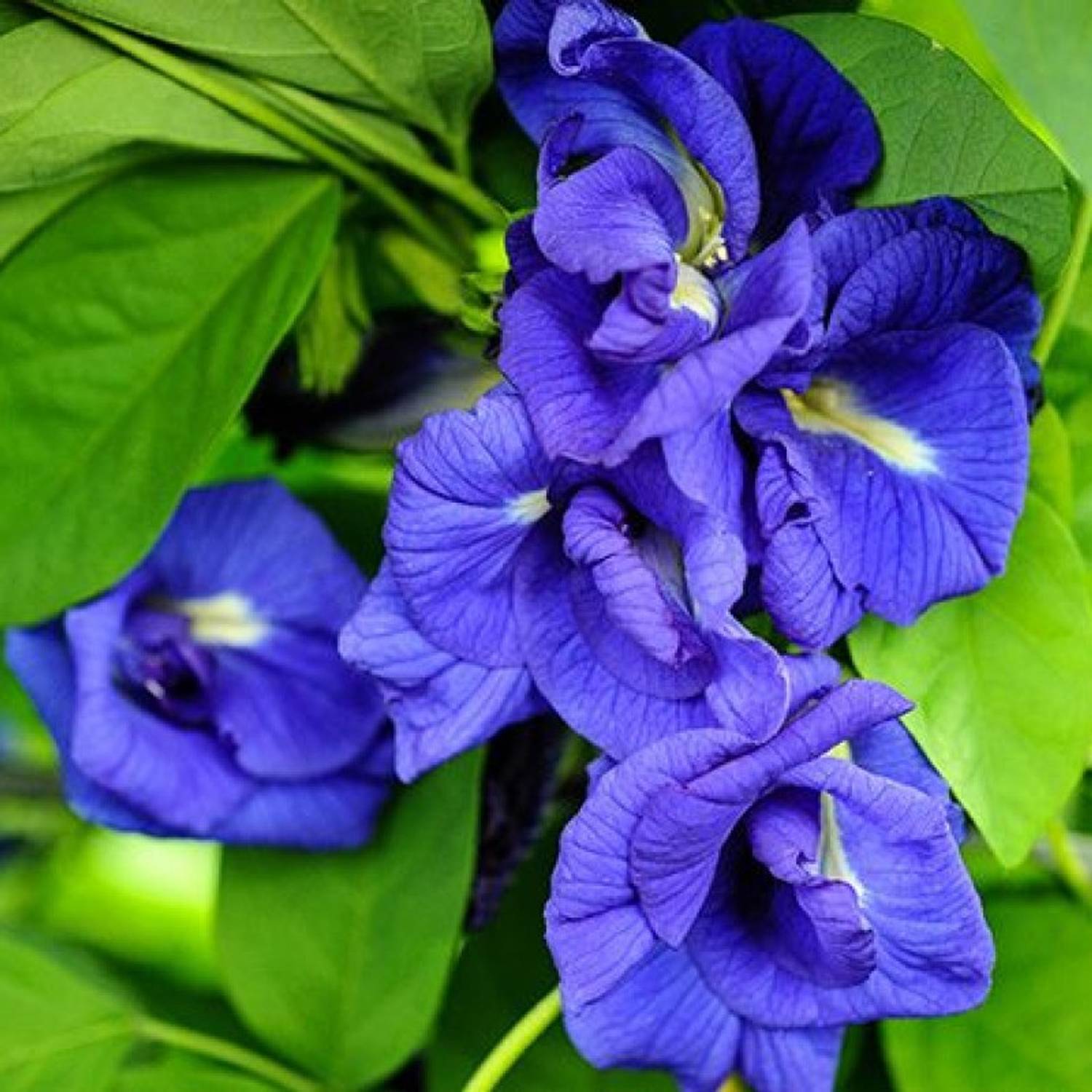 AquinnahGaden Aparajita/ Butterfly Pea Plant  sapling