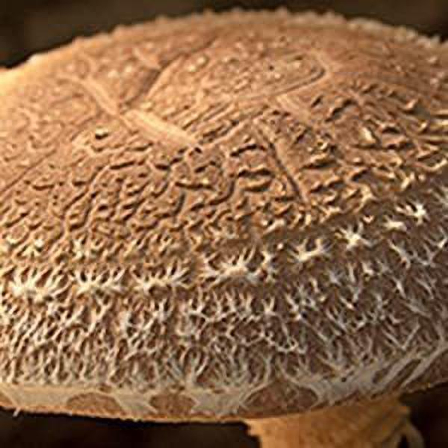 Image of UMAI Dried Shitake Mushroom