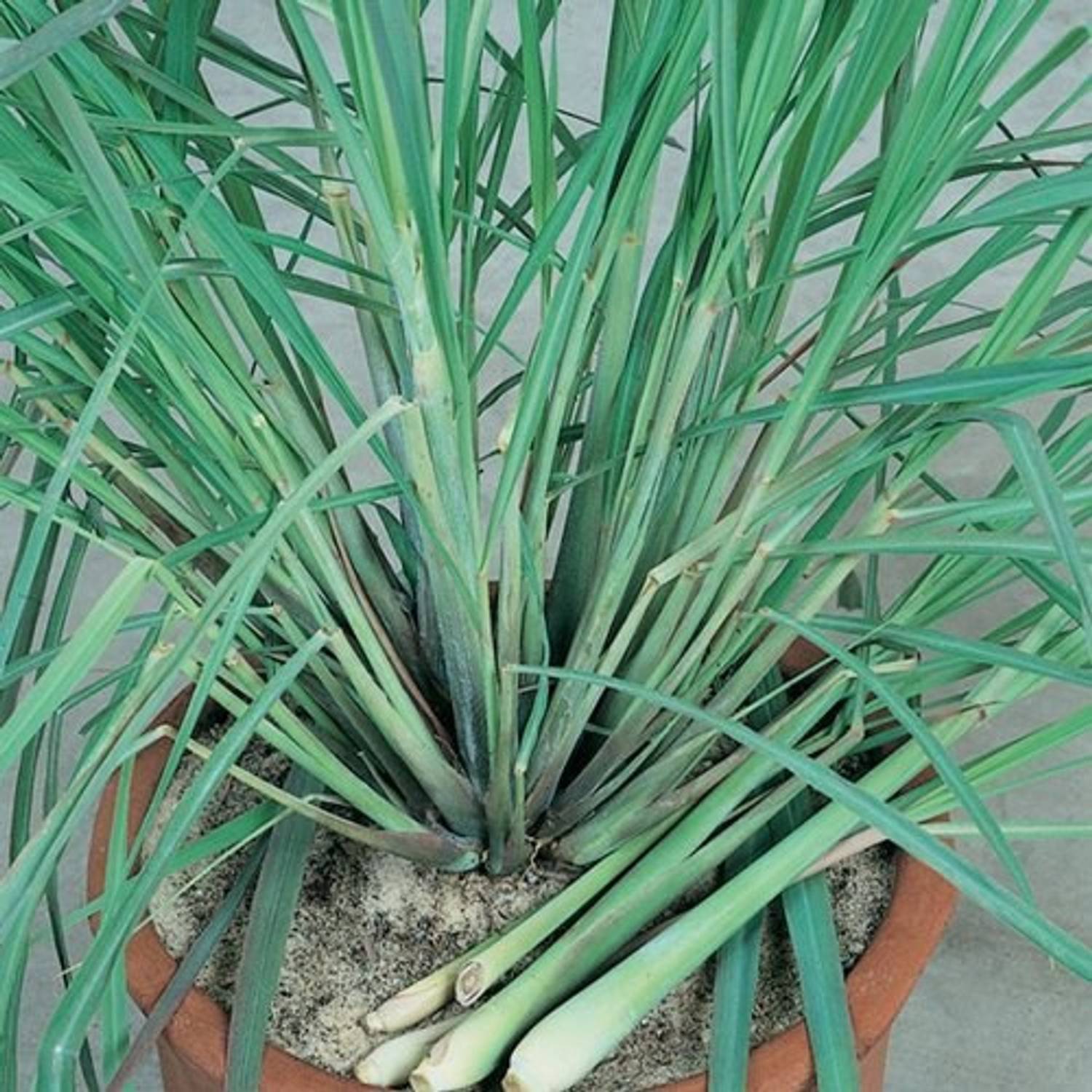 AquinnahGaden Lemon Grass Plant  sapling