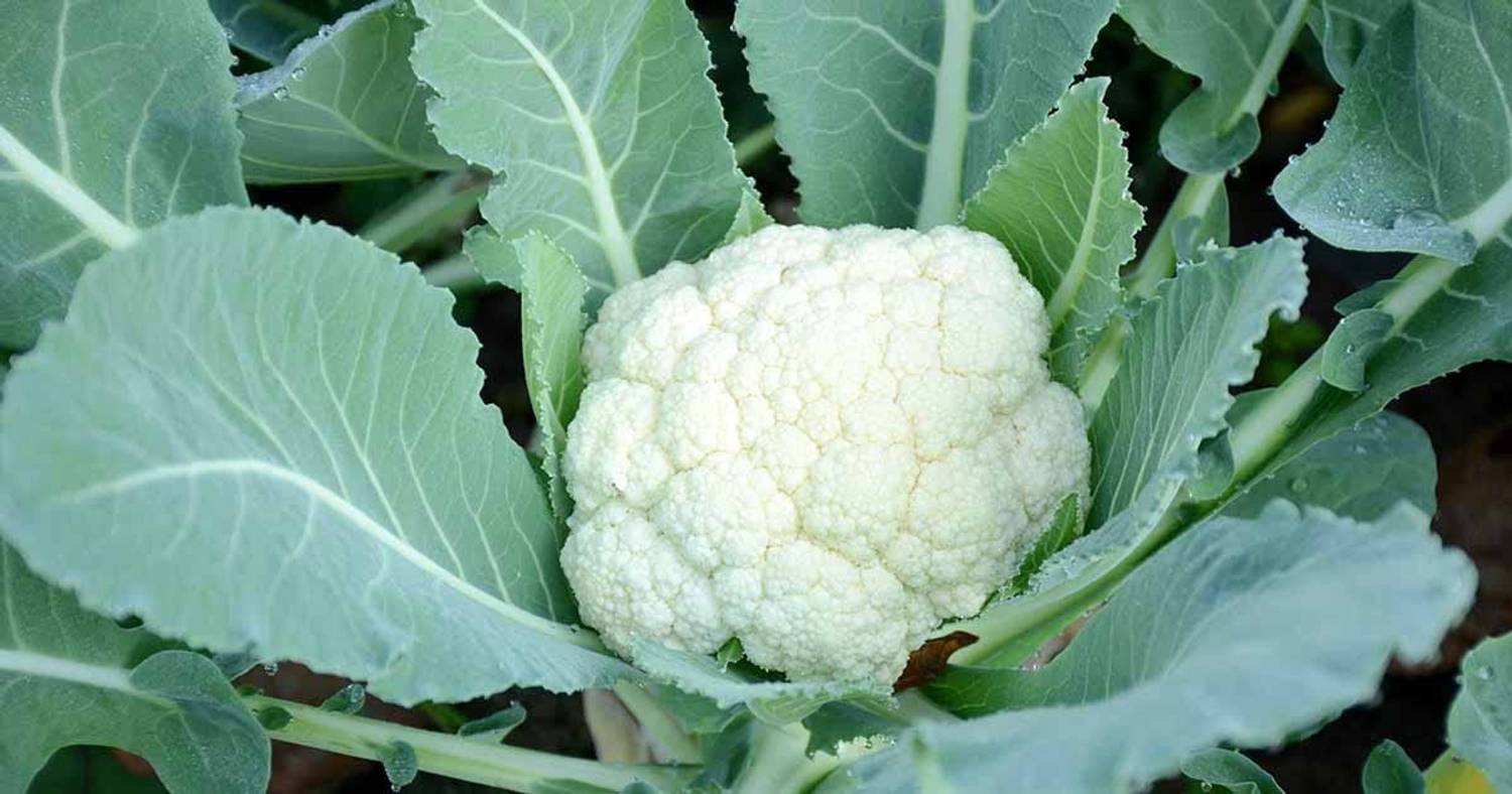 ◆ セサぼー CYBEXIS PUAS-94 - Organic Desi Cauliflower Super Snowball - (150