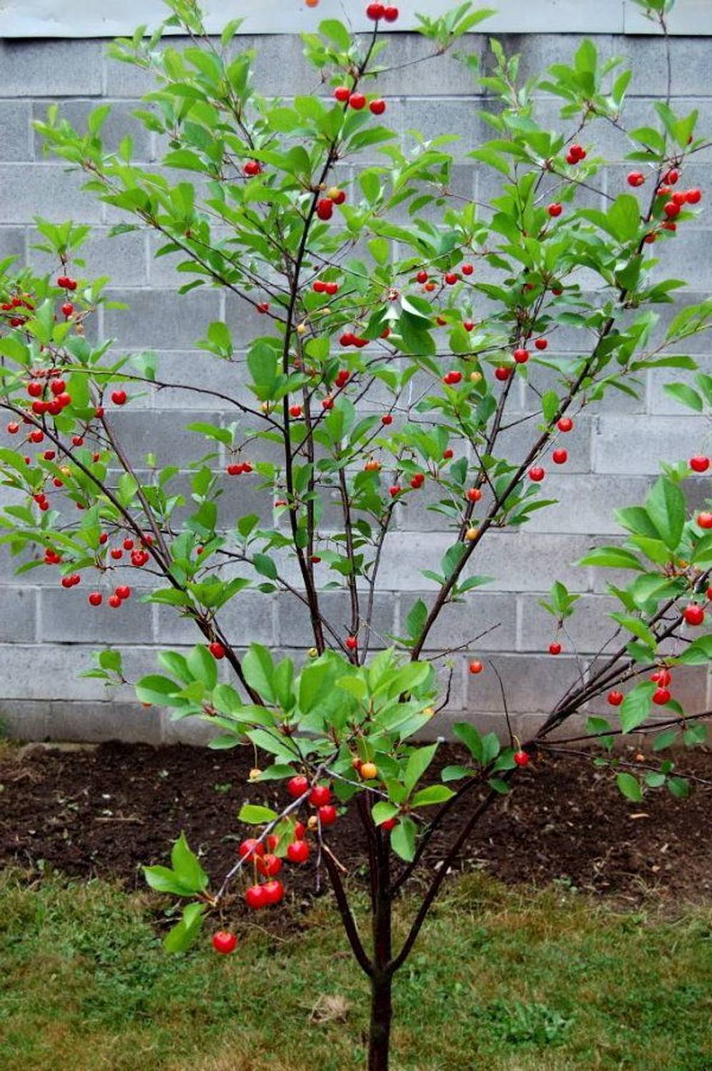 Aquinnah Graden Cherry Fruit Plant Price in India - Buy Aquinnah
