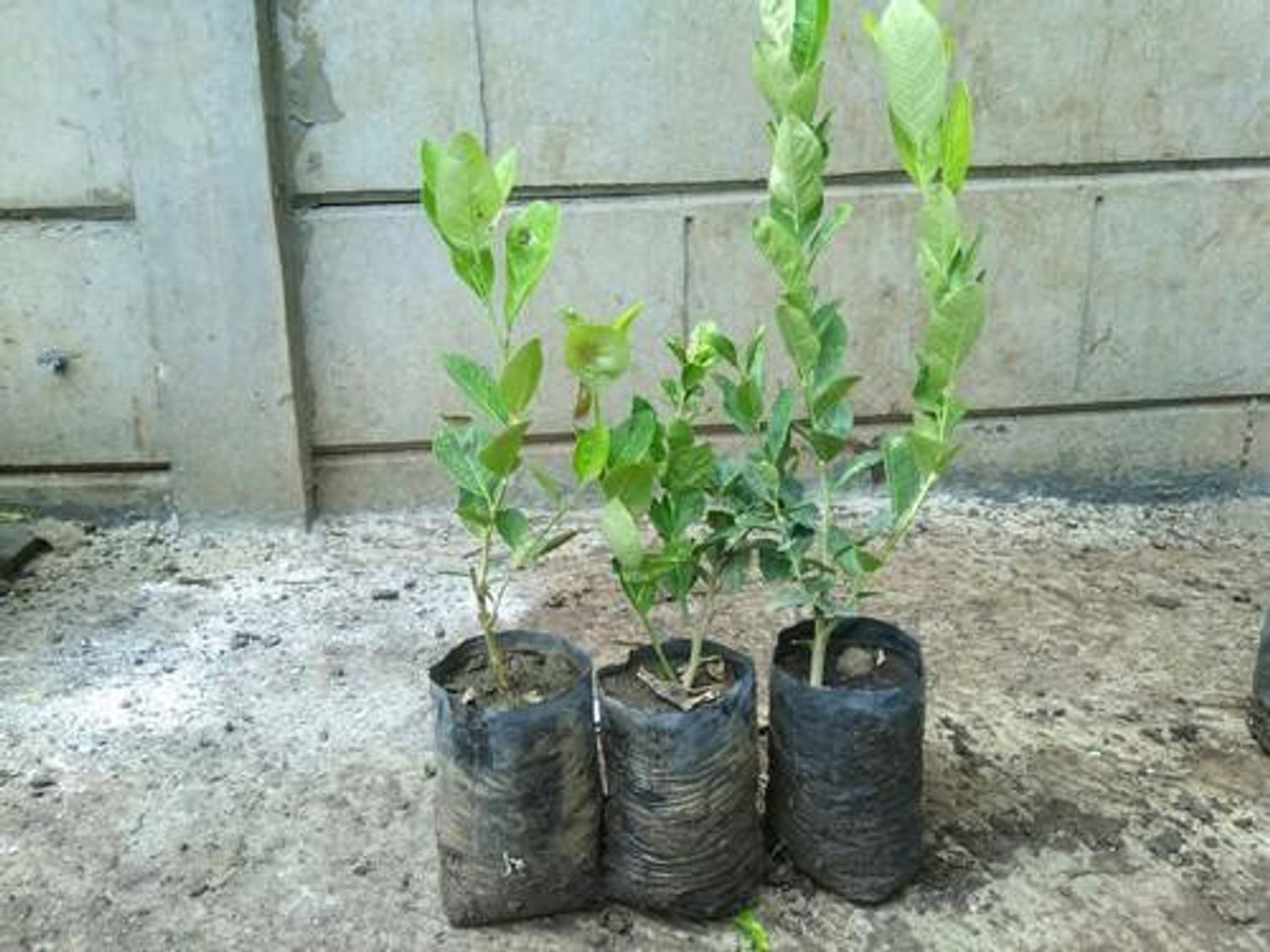 Image of MANR Lemon Plant sapling