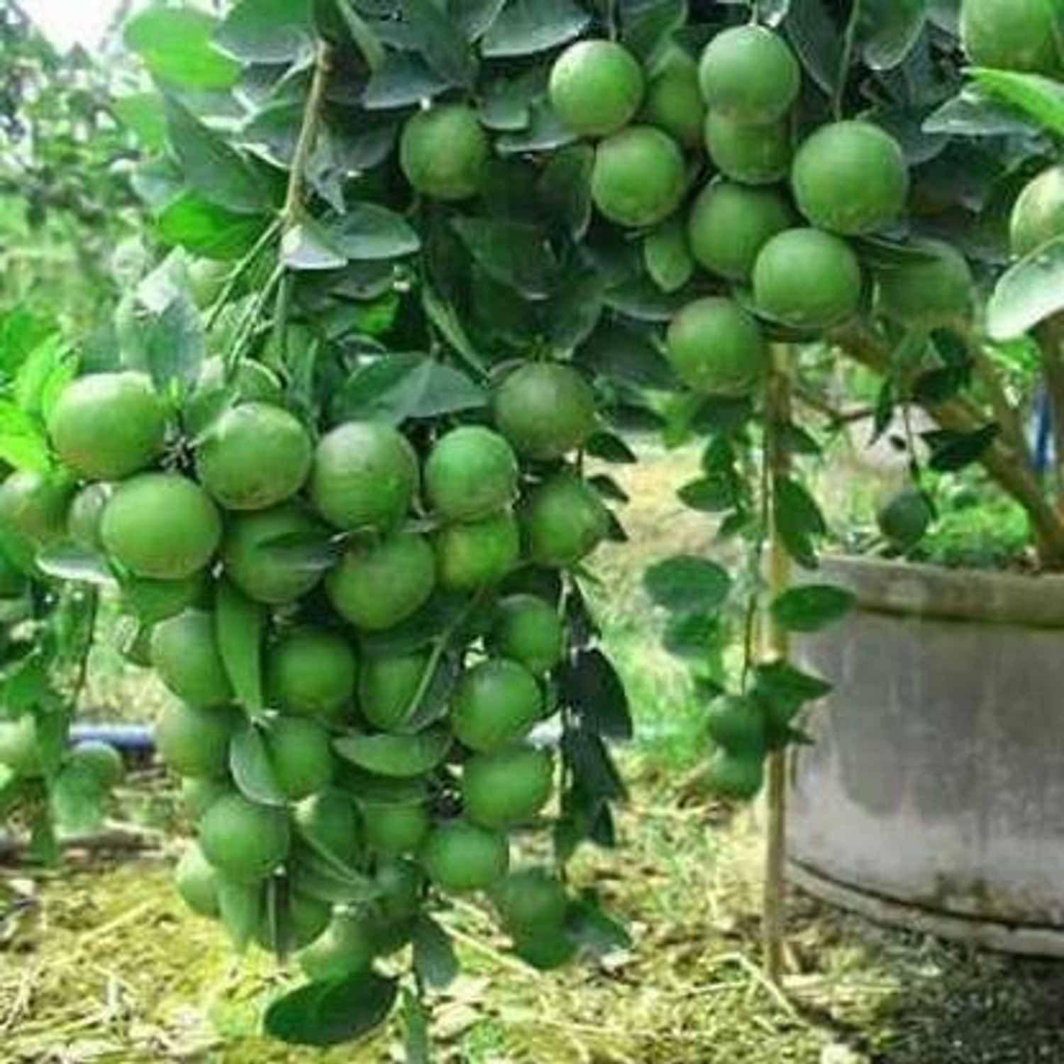 Image of MANR Lemon Plant sapling
