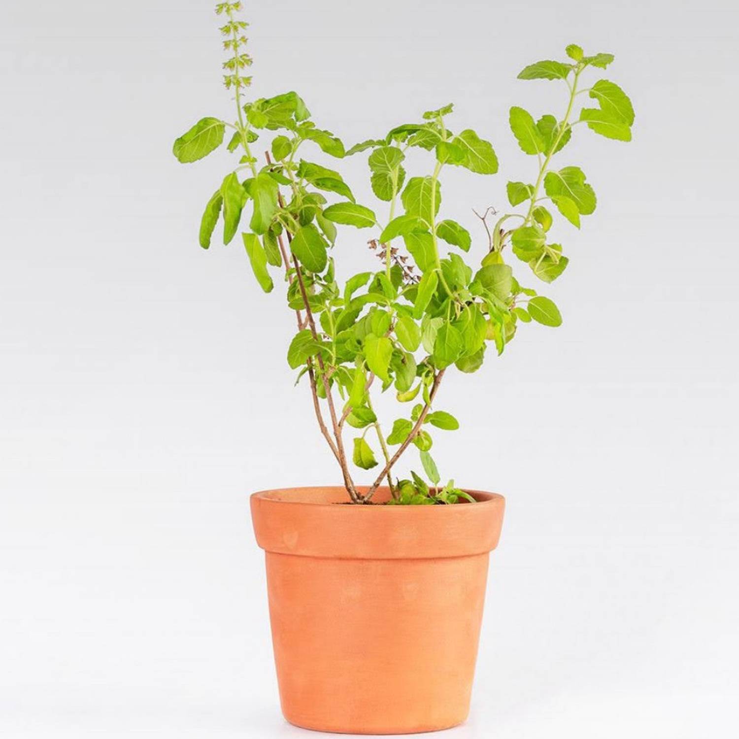 Aravalii Tulsi Plant  sapling