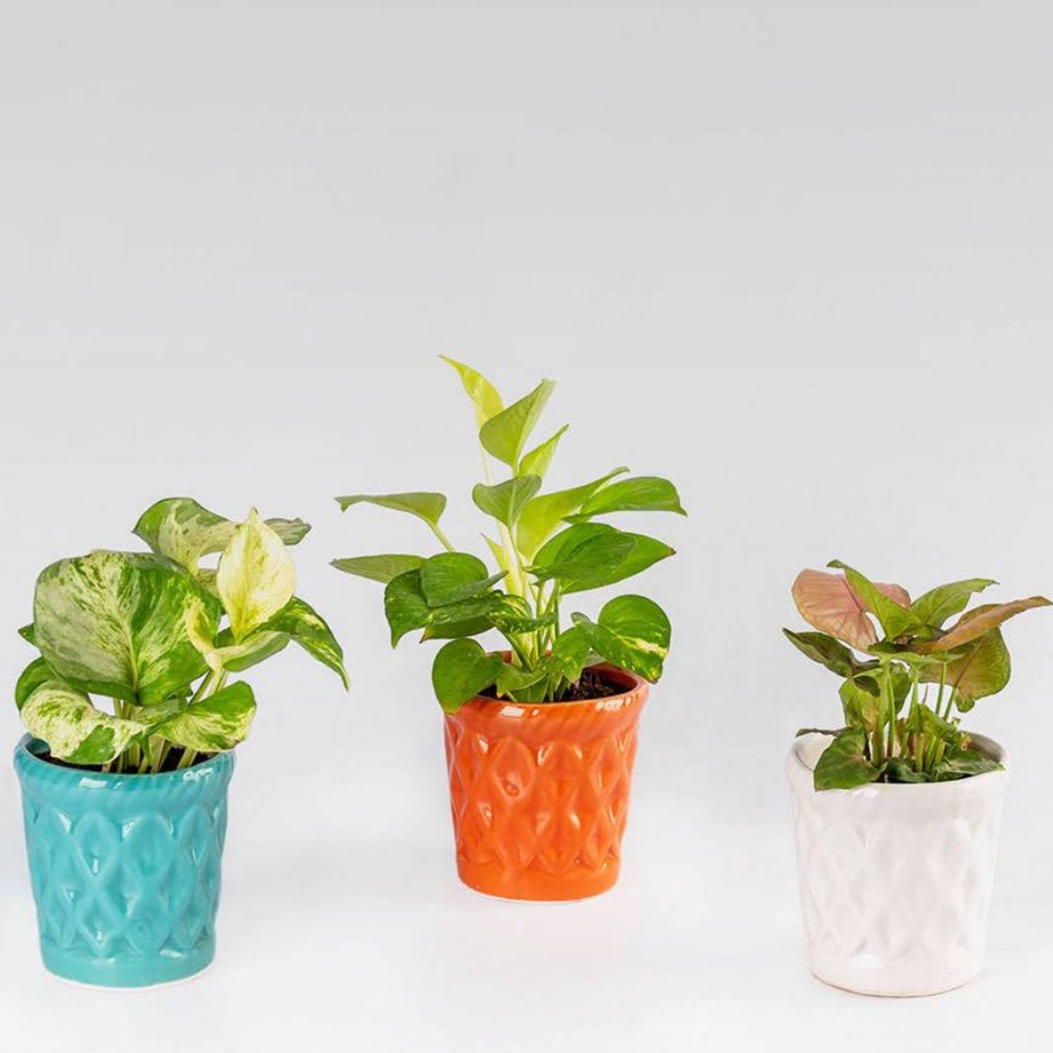Aravalii Money Plant  sapling
