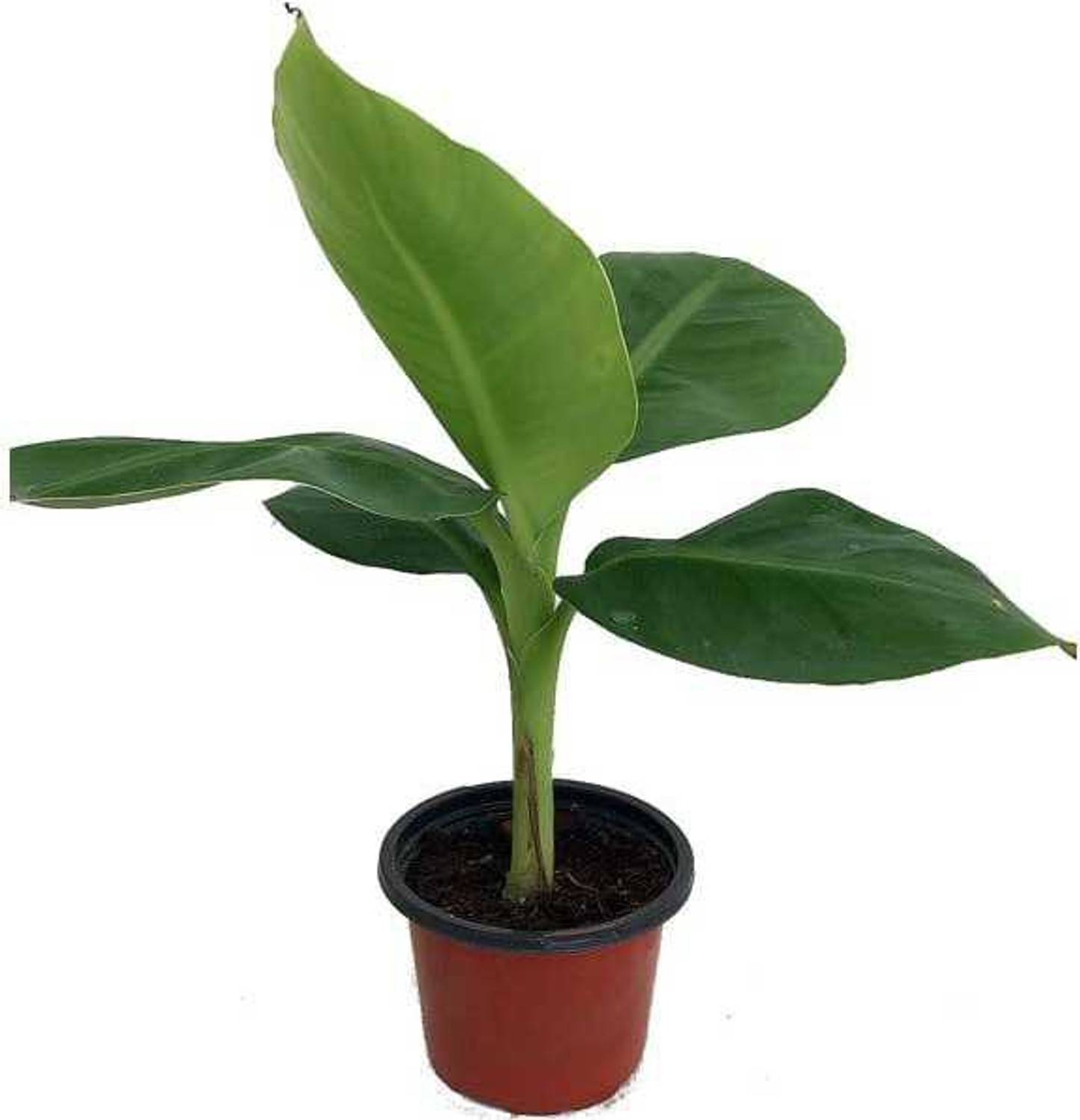 Amazing Gurden Banana Plant  sapling