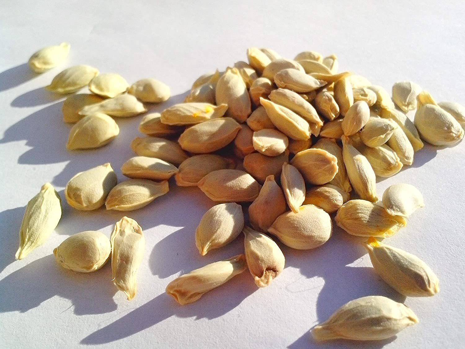 ENINE Kagzi Nimbu Lemon Gardening Plant Seeds AE129 Seed Price in